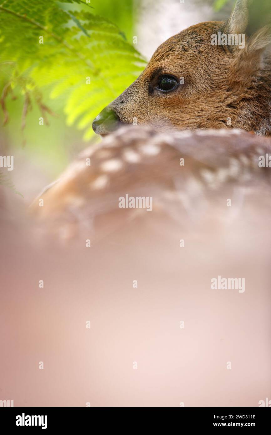 Ein junges Reh-Rehkitz, versteckt in der Weide Stockfoto