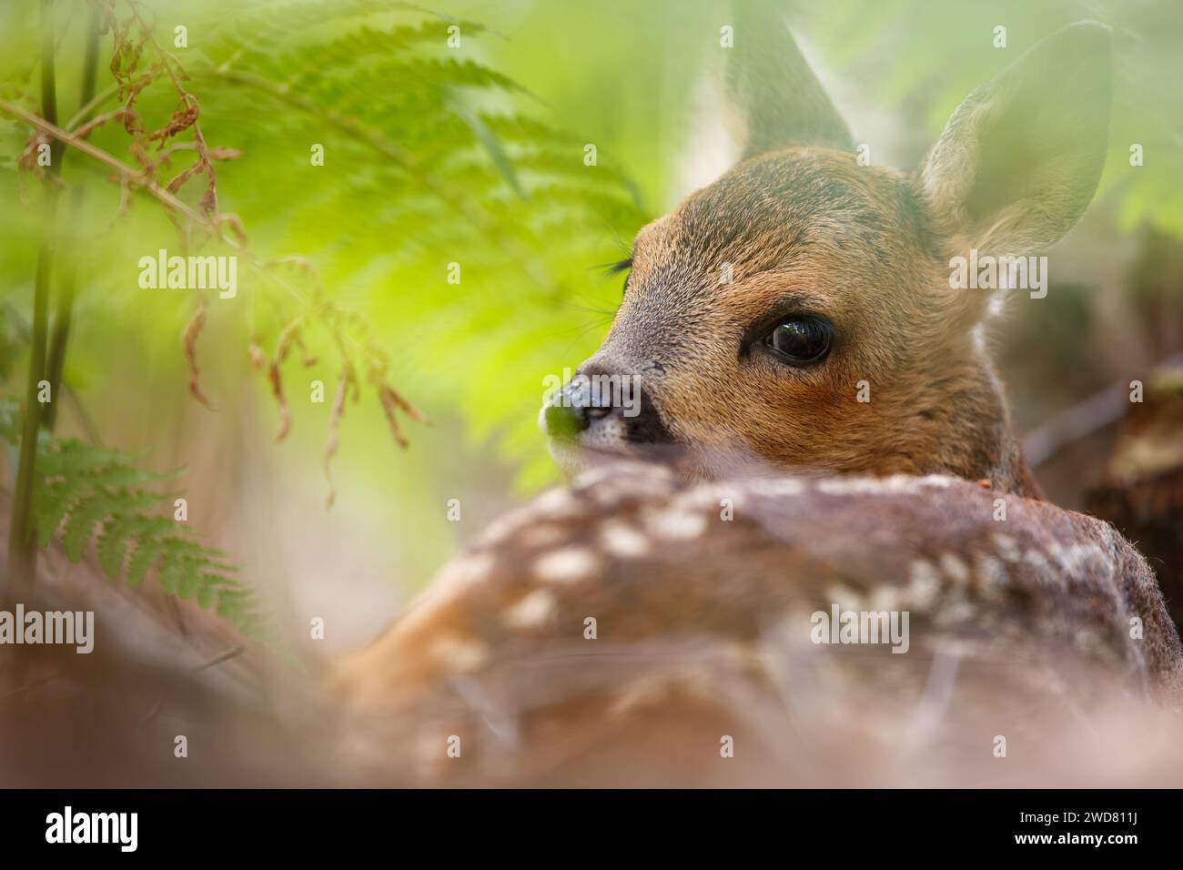 Ein junges Reh-Rehkitz, versteckt in der Weide Stockfoto