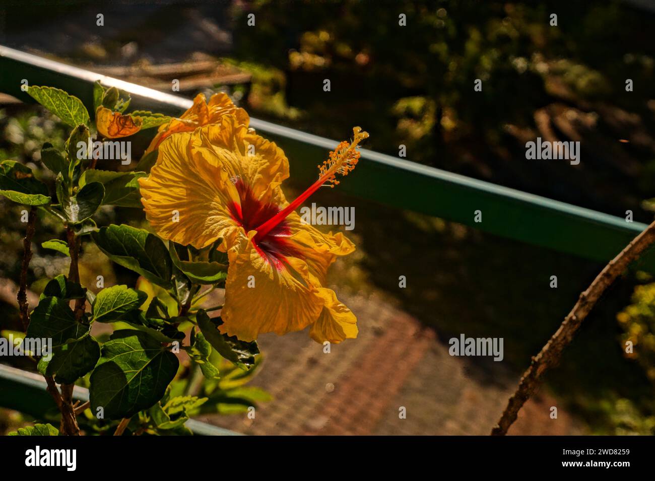 Ein wunderschöner Hibiskus Stockfoto