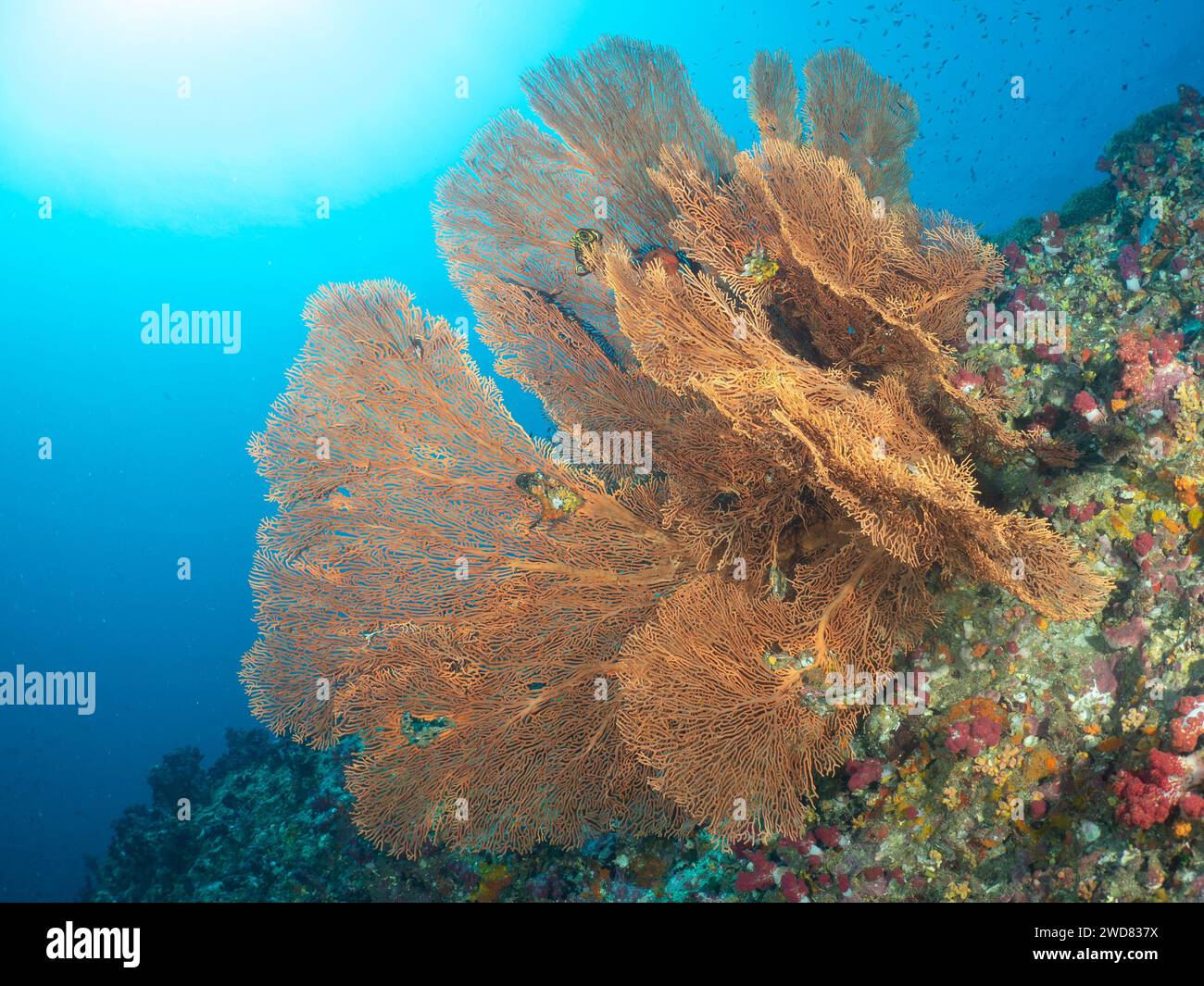 Riesen Gorgonisches Meer Fan Soft Coral. Verzweigte Gorgonia-Korallen. Wirbellose Meerestiere Alcyonacea, Cnidaria Octocorals. Coral Reef Life Undersea. Stockfoto