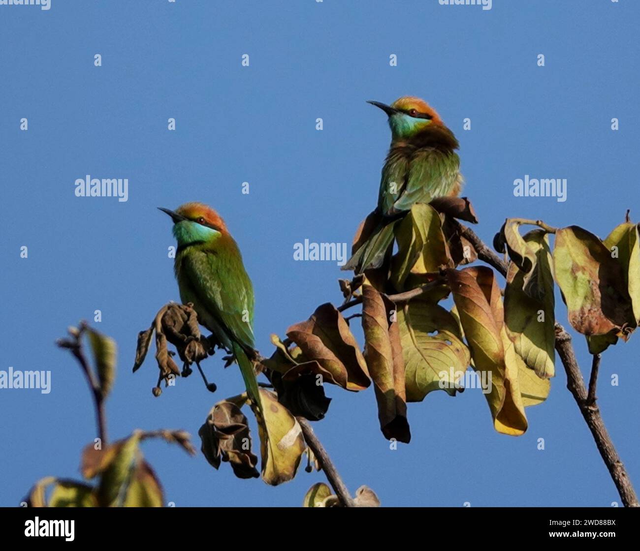 Ein paar Regenbogenbienenfresser auf einem Ast. Merops ornatus Stockfoto