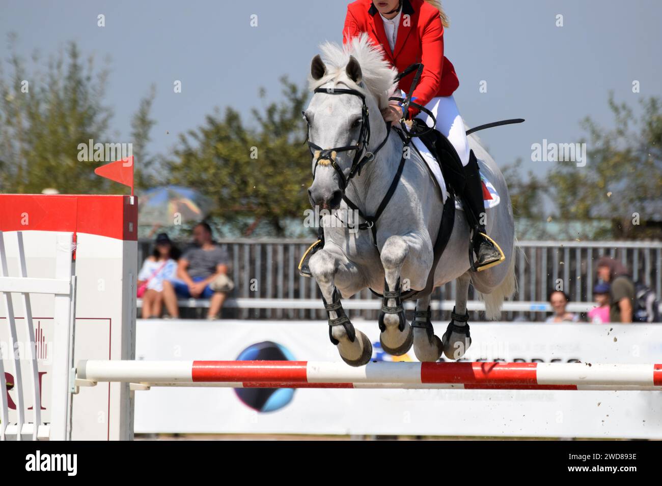 Ein wunderschönes weißes Pferd, das an einem Reitwettbewerb teilnimmt. Pferdesport verwendet Pferde als Hauptteil des Sports. Stockfoto