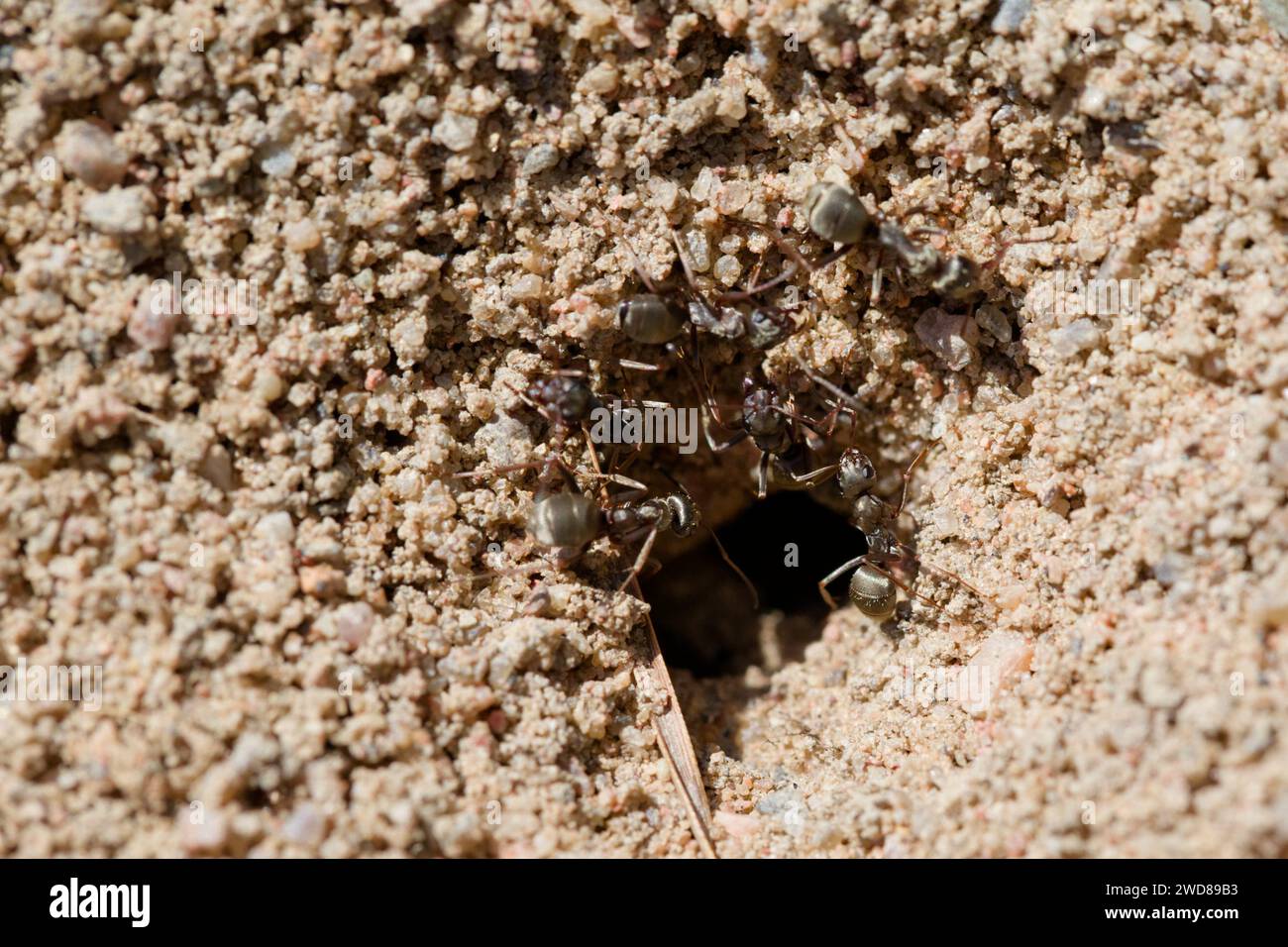 Nest der schwarzen Ameisen (Formica fusca) Stockfoto
