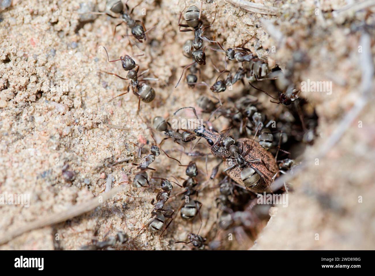 Nest der schwarzen Ameisen (Formica fusca) Stockfoto