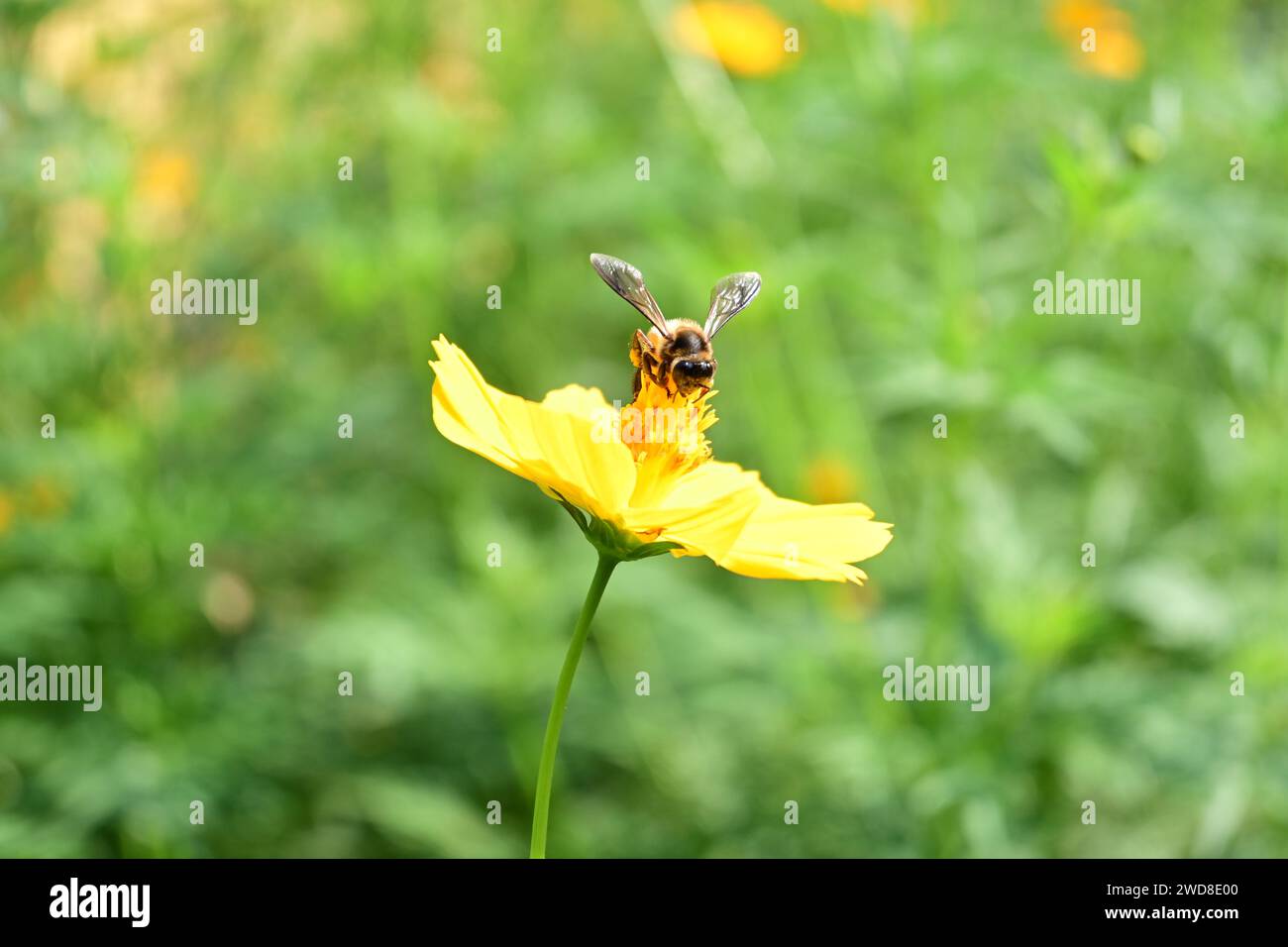 Gelbe Biene auf einer gelben Blume Stockfoto