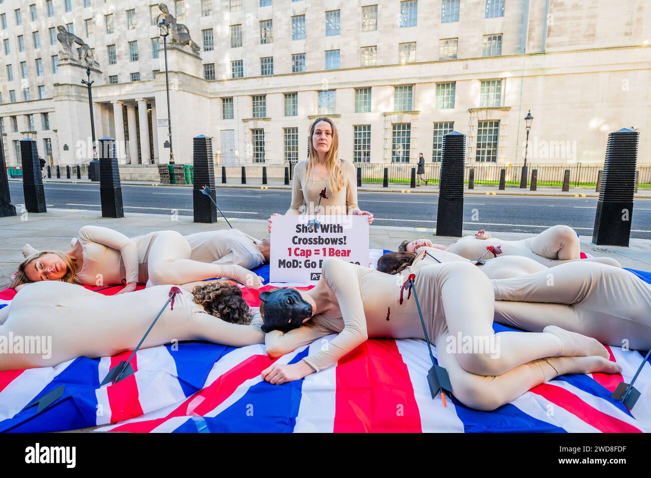 London, Großbritannien. Januar 2024. PETA-Unterstützer, die in Bärenmasken gekleidet und mit „Pfeilwunden“ bedeckt sind, wuchsen auf Union Jack-Flaggen, während sie in der Nähe des Hauptquartiers des Verteidigungsministeriums (MOD) „sterben“, um gegen die Unterstützung der Abschlachtung kanadischer Schwarzbären für die Kings Guards-Bärenfellmützen zu protestieren. Die Aktion folgt einem neuen PETA-Video, in dem gezeigt wird, wie Bären von Freizeitjägern in Kanada mit Futter geködert und mit Armbrüsten erschossen werden – eine Art der Jagd, die in Großbritannien seit 1981 illegal ist. Es braucht die Haut von mindestens einem Bären, um eine einzige Mütze zu machen, und laut MOD hat er 498 Bärenfellhüte gekauft Stockfoto