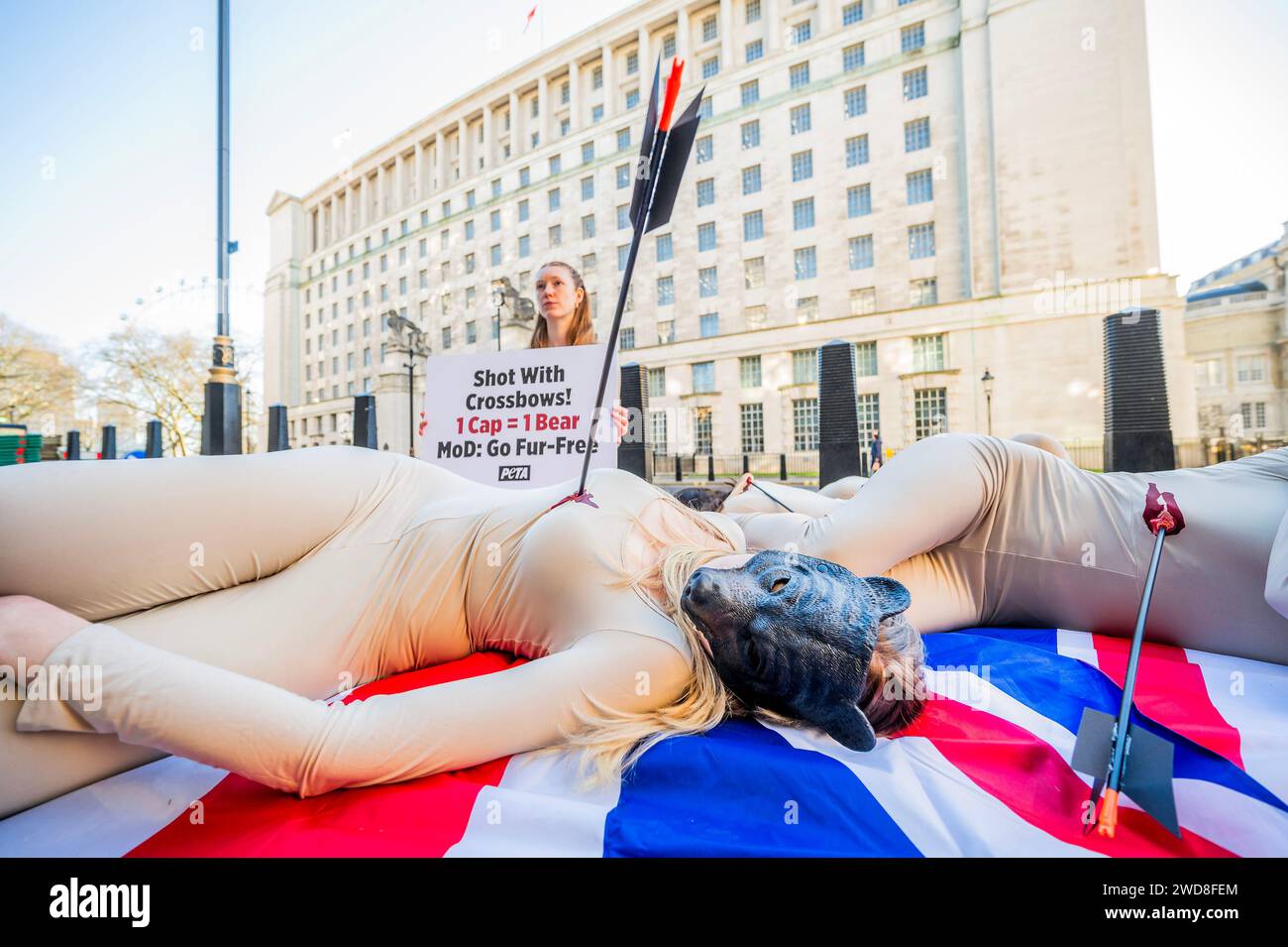 London, Großbritannien. Januar 2024. PETA-Unterstützer, die in Bärenmasken gekleidet und mit „Pfeilwunden“ bedeckt sind, wuchsen auf Union Jack-Flaggen, während sie in der Nähe des Hauptquartiers des Verteidigungsministeriums (MOD) „sterben“, um gegen die Unterstützung der Abschlachtung kanadischer Schwarzbären für die Kings Guards-Bärenfellmützen zu protestieren. Die Aktion folgt einem neuen PETA-Video, in dem gezeigt wird, wie Bären von Freizeitjägern in Kanada mit Futter geködert und mit Armbrüsten erschossen werden – eine Art der Jagd, die in Großbritannien seit 1981 illegal ist. Es braucht die Haut von mindestens einem Bären, um eine einzige Mütze zu machen, und laut MOD hat er 498 Bärenfellhüte gekauft Stockfoto