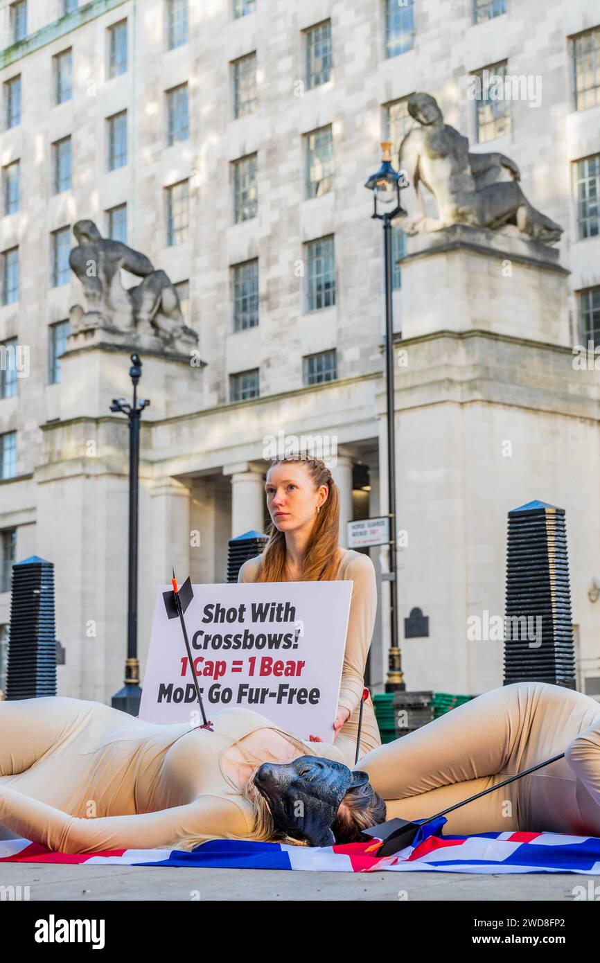 London, Großbritannien. Januar 2024. PETA-Unterstützer, die in Bärenmasken gekleidet und mit „Pfeilwunden“ bedeckt sind, wuchsen auf Union Jack-Flaggen, während sie in der Nähe des Hauptquartiers des Verteidigungsministeriums (MOD) „sterben“, um gegen die Unterstützung der Abschlachtung kanadischer Schwarzbären für die Kings Guards-Bärenfellmützen zu protestieren. Die Aktion folgt einem neuen PETA-Video, in dem gezeigt wird, wie Bären von Freizeitjägern in Kanada mit Futter geködert und mit Armbrüsten erschossen werden – eine Art der Jagd, die in Großbritannien seit 1981 illegal ist. Es braucht die Haut von mindestens einem Bären, um eine einzige Mütze zu machen, und laut MOD hat er 498 Bärenfellhüte gekauft Stockfoto