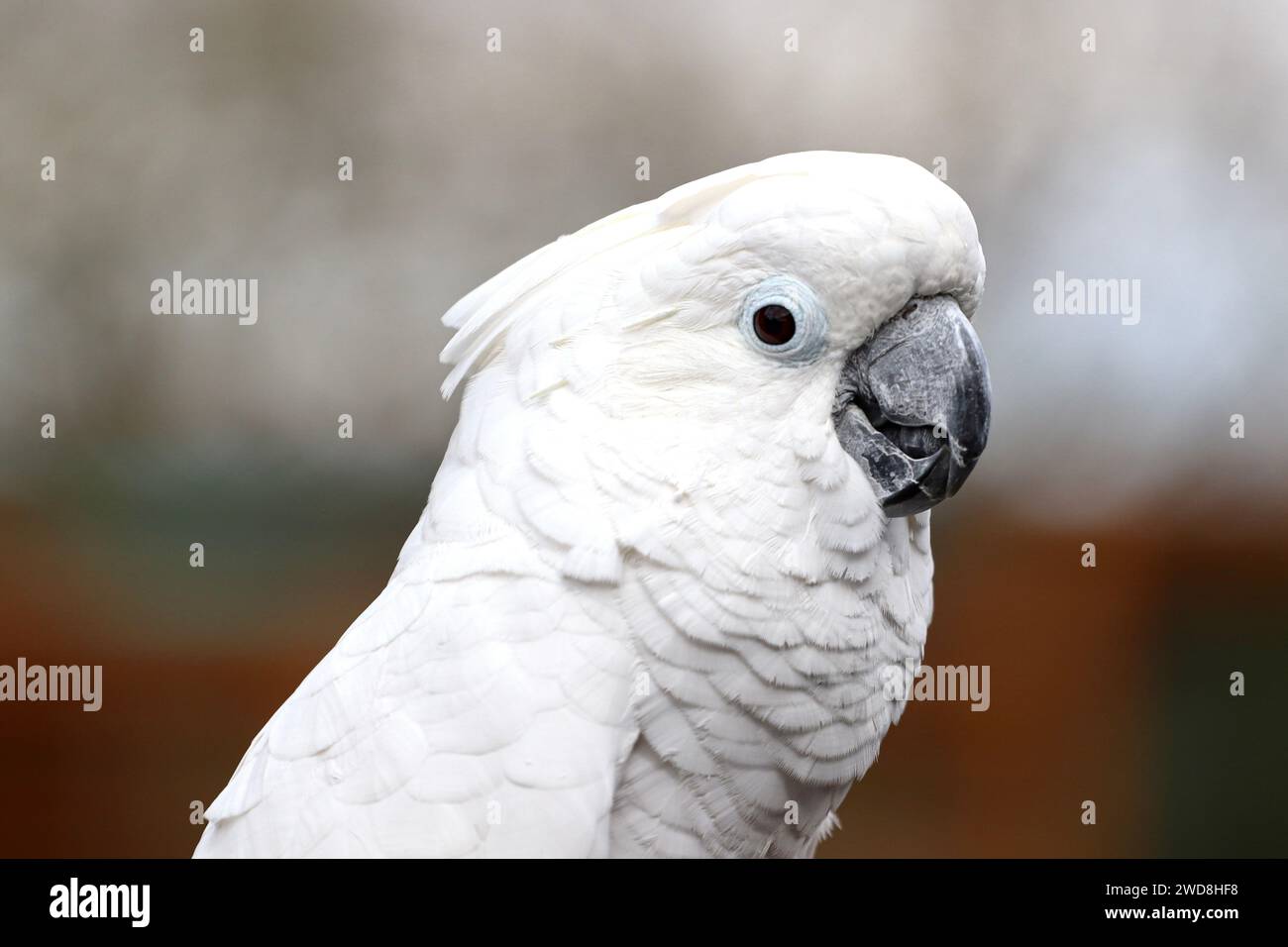 Regenschirm Cockatoo, Kopfschuss Stockfoto