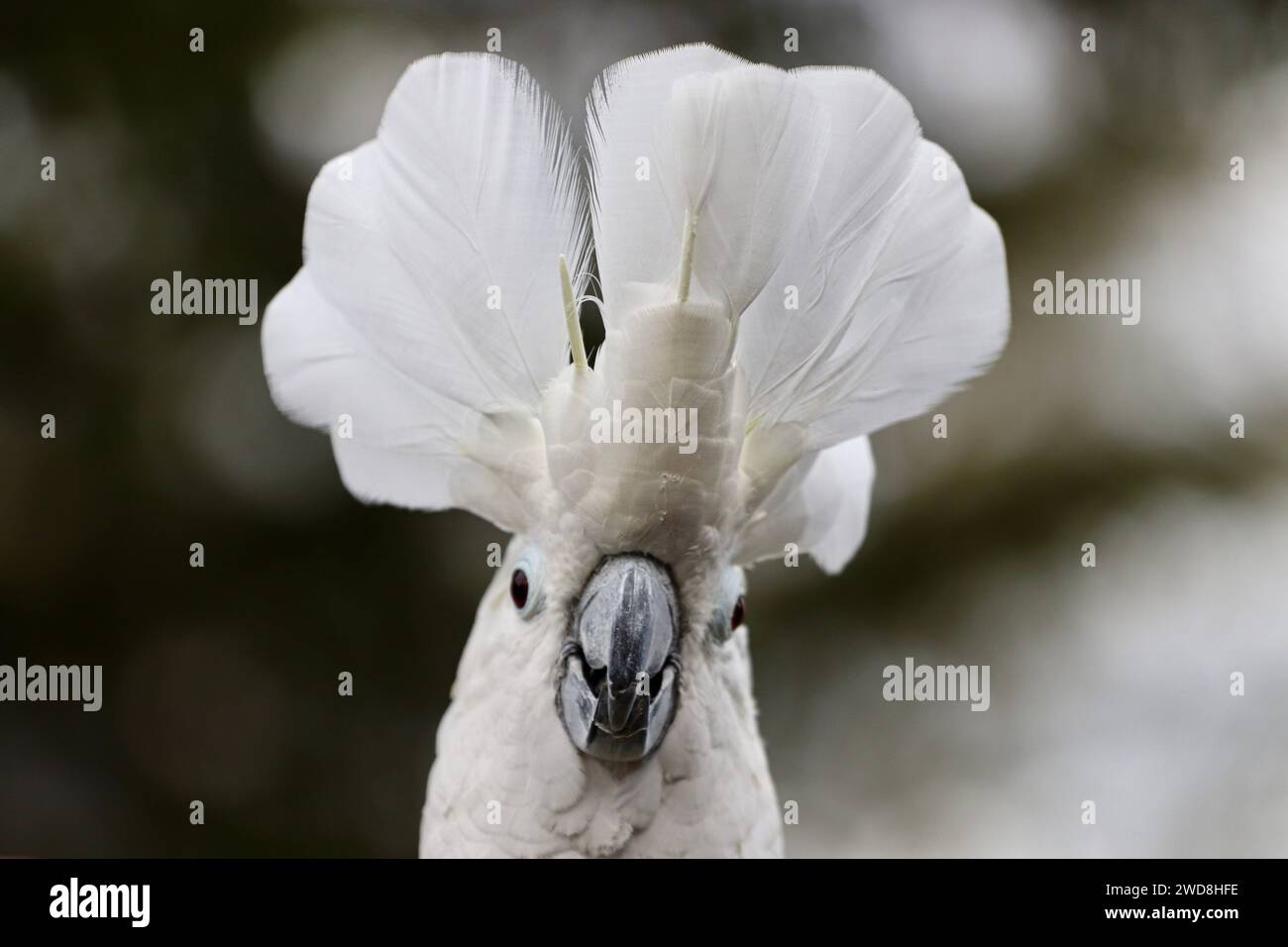 Regenschirm Cockatoo zeigt sein Kopfwappen Stockfoto