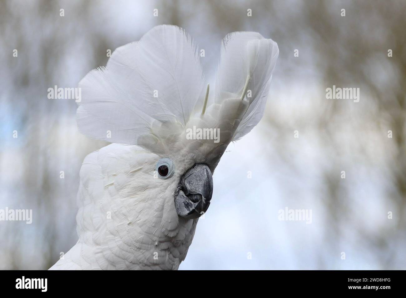 Regenschirm Cockatoo zeigt sein Kopfwappen Stockfoto