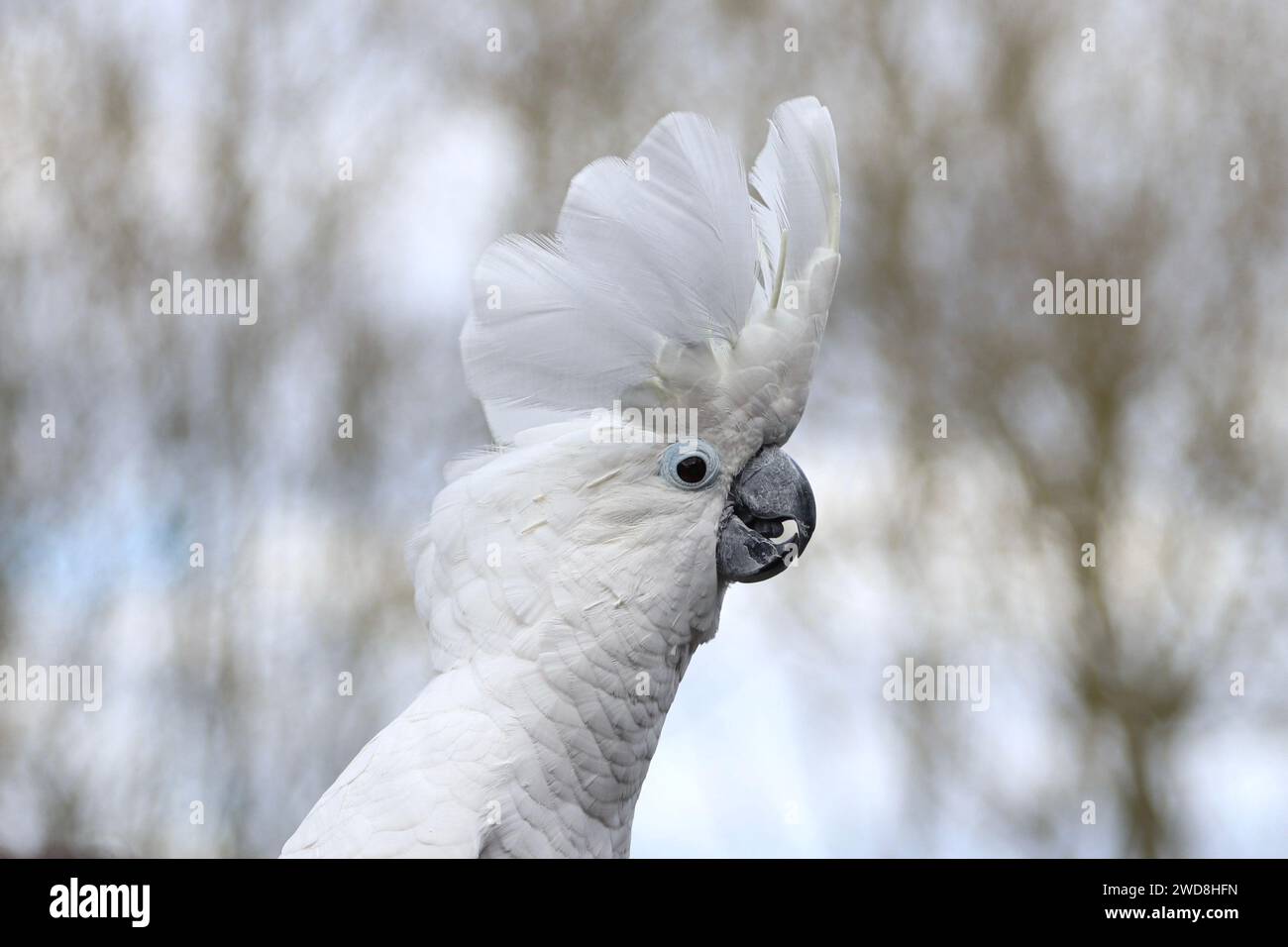 Regenschirm Cockatoo zeigt sein Kopfwappen Stockfoto