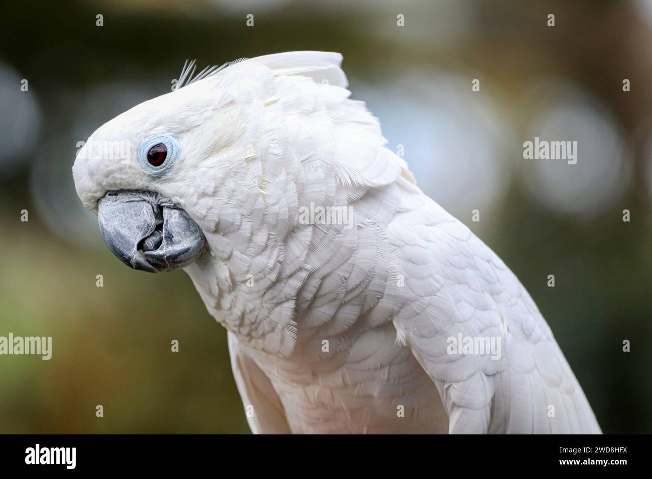 Regenschirm Cockatoo, Kopfschuss Stockfoto