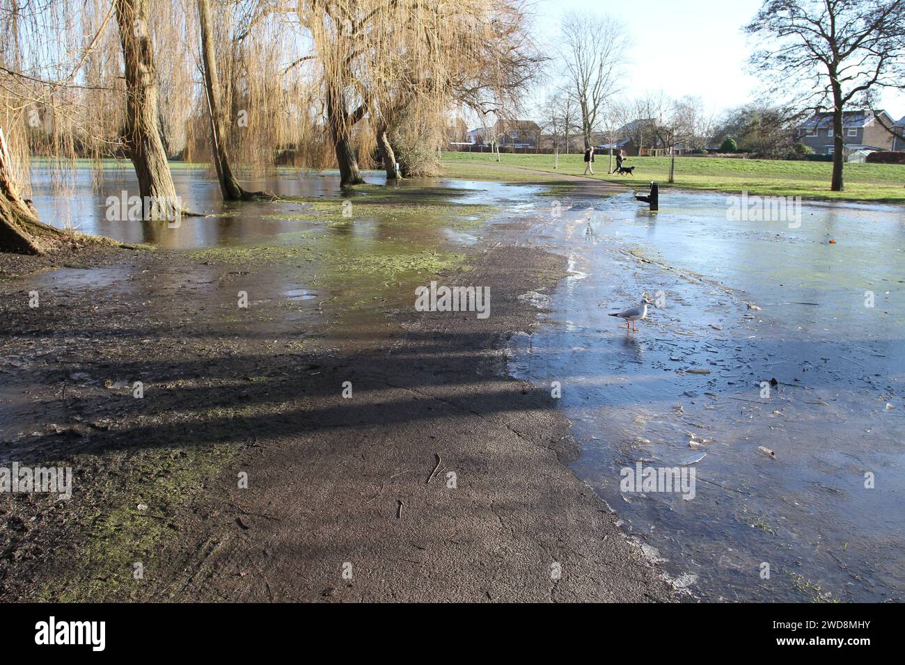 Colchester, Großbritannien. Januar 2024. Im Osten Englands bleibt das kalte Wetter vor dem vorhergesagten Temperaturanstieg am Wochenende. Rund um den Castle Park der Stadt hat eine Überschwemmung des Flusses Colne zu eisigen und rutschigen Bedingungen geführt, während der Frost im Schatten bleibt. Credit:Eastern Views/Alamy Live News Stockfoto