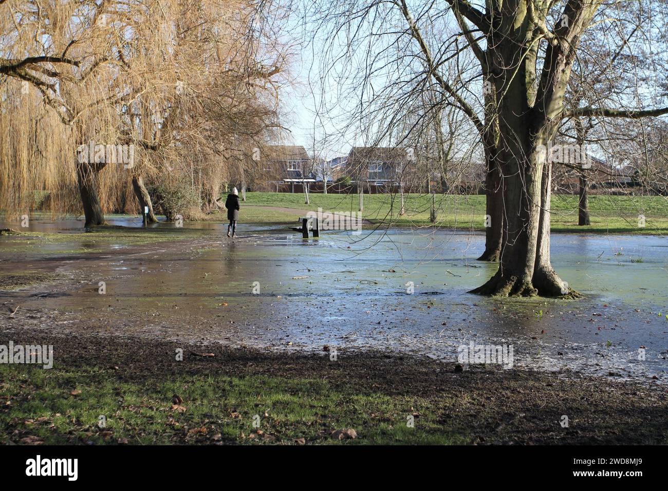 Colchester, Großbritannien. Januar 2024. Im Osten Englands bleibt das kalte Wetter vor dem vorhergesagten Temperaturanstieg am Wochenende. Rund um den Castle Park der Stadt hat eine Überschwemmung des Flusses Colne zu eisigen und rutschigen Bedingungen geführt, während der Frost im Schatten bleibt. Credit:Eastern Views/Alamy Live News Stockfoto