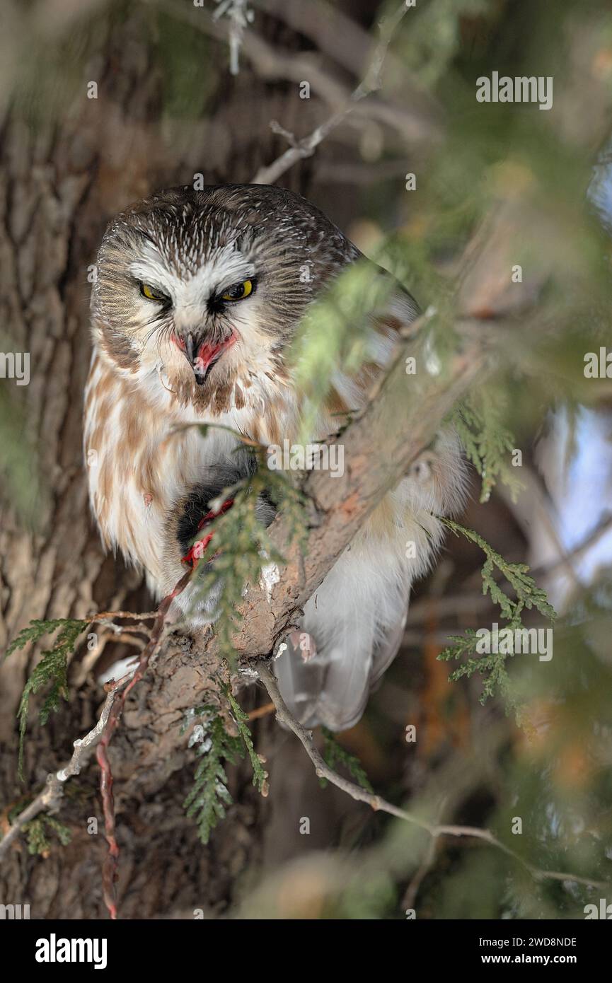 Nördliche Säge mit einem Lemming in ils-Muscheln an einem Baumzweig Stockfoto