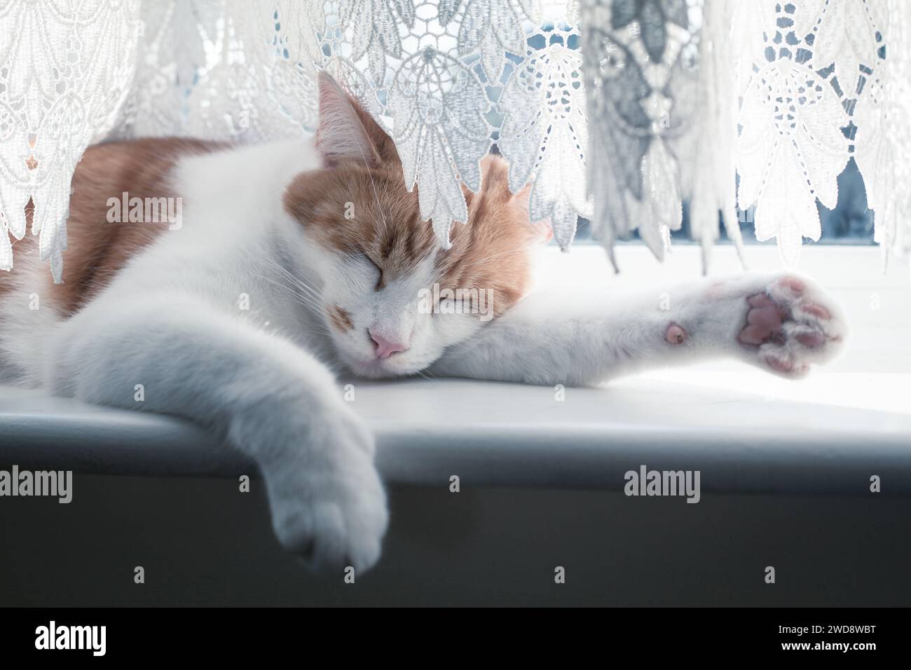 Süße Ingwer Tabby Katze, die an einem sonnigen Tag auf der Fensterbank schläft Stockfoto