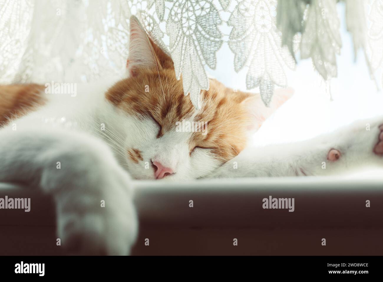 Süße Ingwer Tabby Katze, die an einem sonnigen Tag auf der Fensterbank schläft Stockfoto