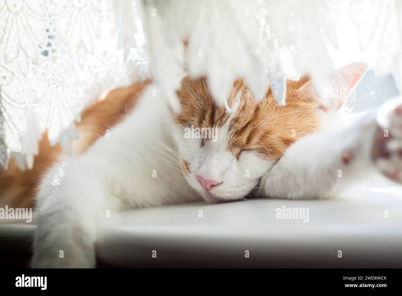 Süße Ingwer Tabby Katze, die an einem sonnigen Tag auf der Fensterbank schläft Stockfoto