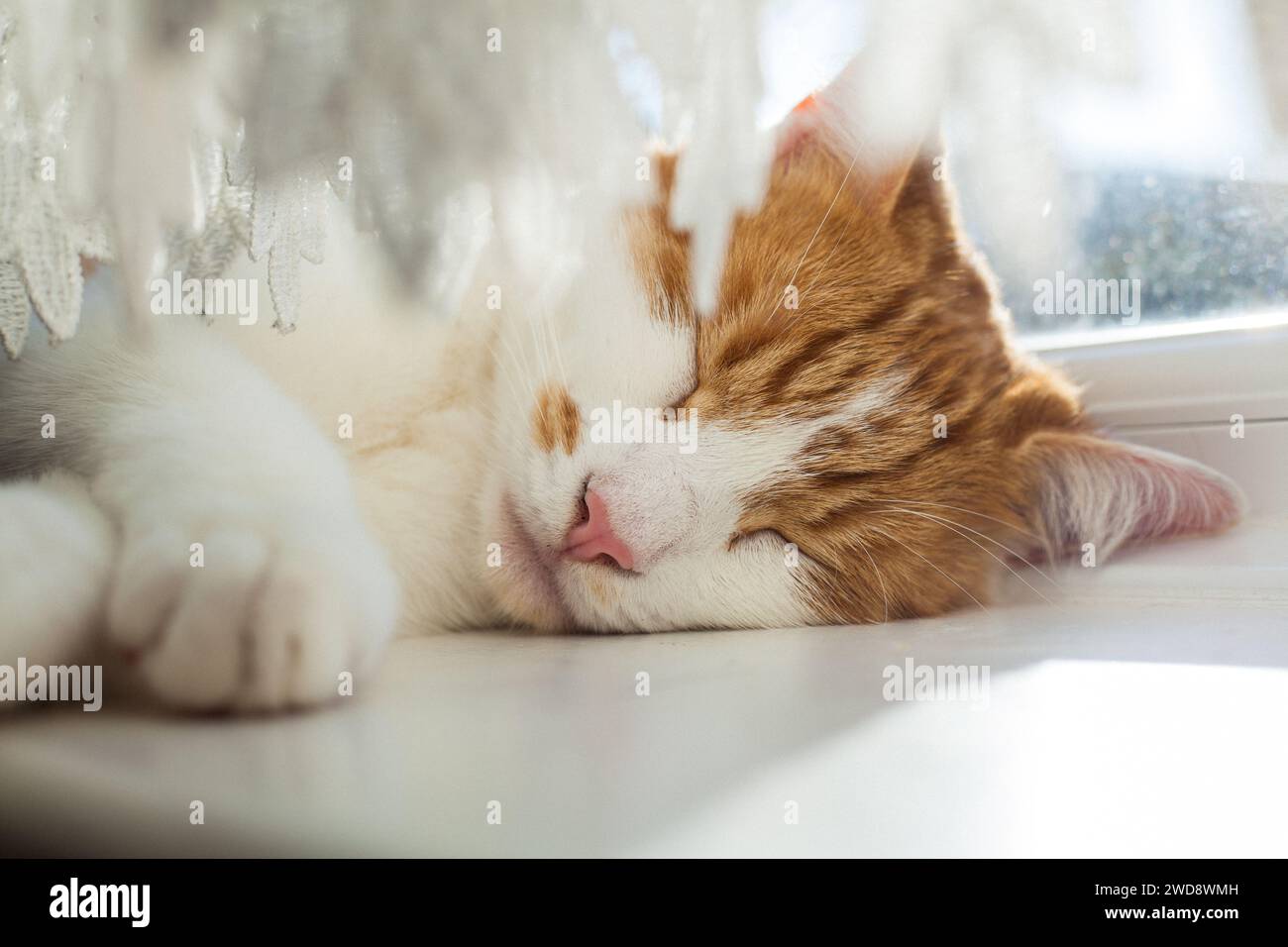 Süße Ingwer Tabby Katze, die an einem sonnigen Tag auf der Fensterbank schläft Stockfoto