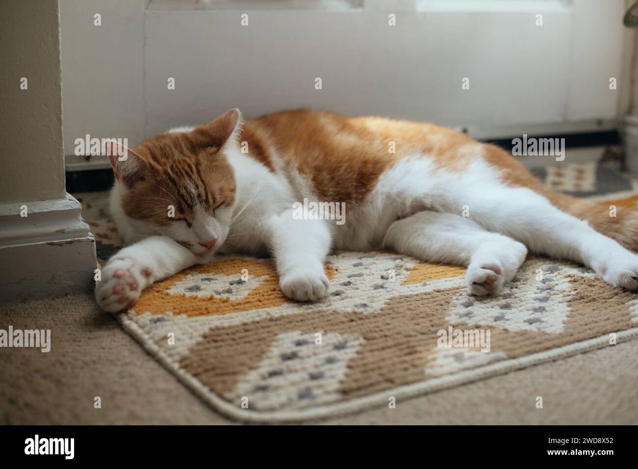 Niedliche Ingwerkatze, die seine Katzenklappe an einer rustikalen Gartentür bewacht Stockfoto