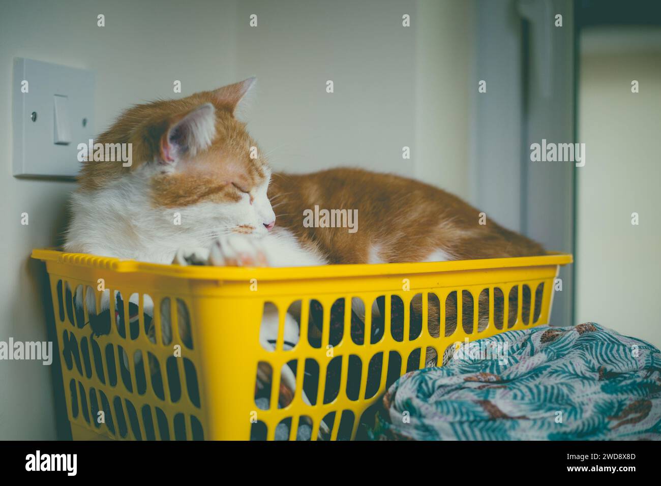 Eine süße Ingwerkatze, die in einem gelben Aufbewahrungskorb schläft Stockfoto