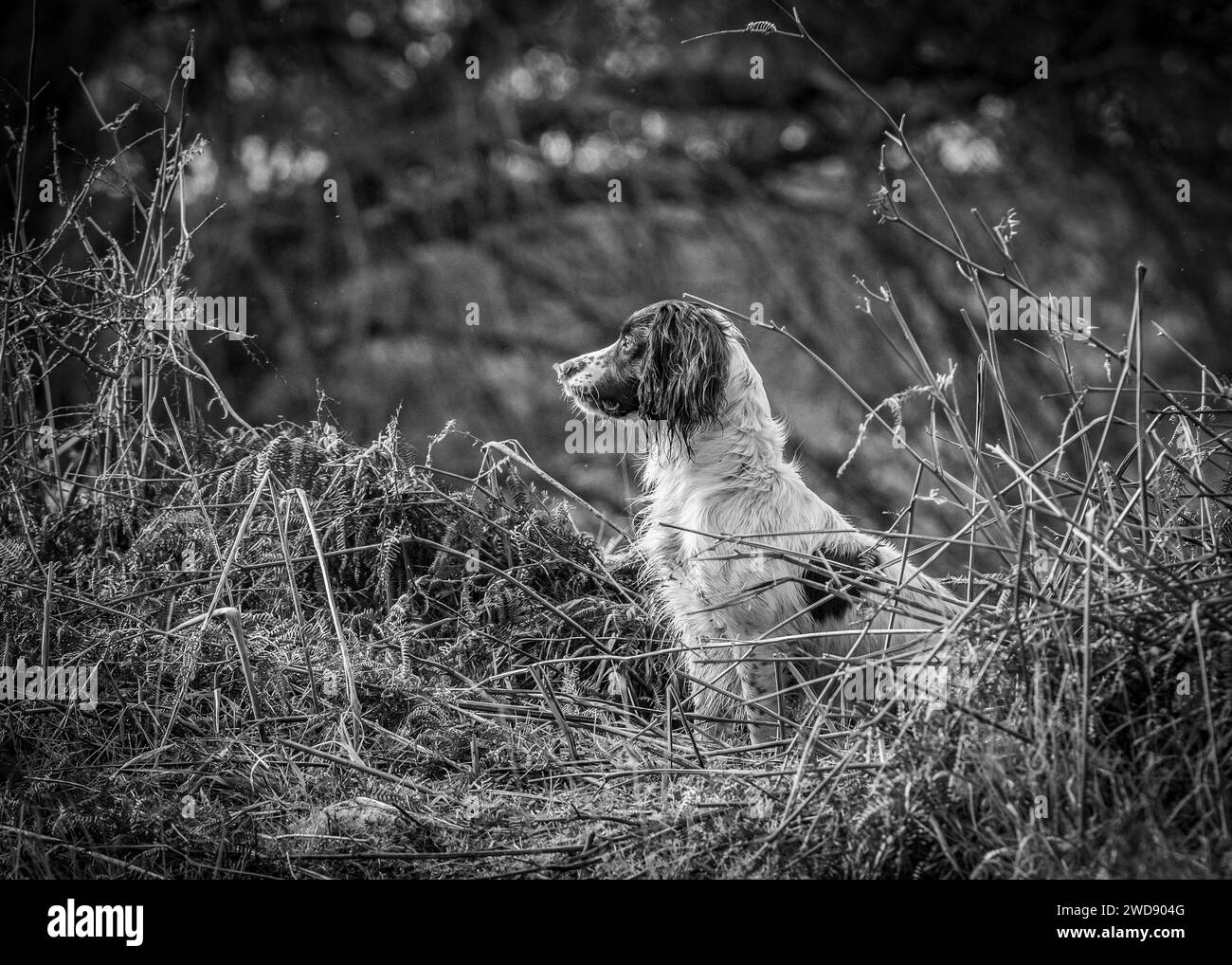 Verschiedene Bilder von arbeitenden Guindogs an einem Drehtag Stockfoto