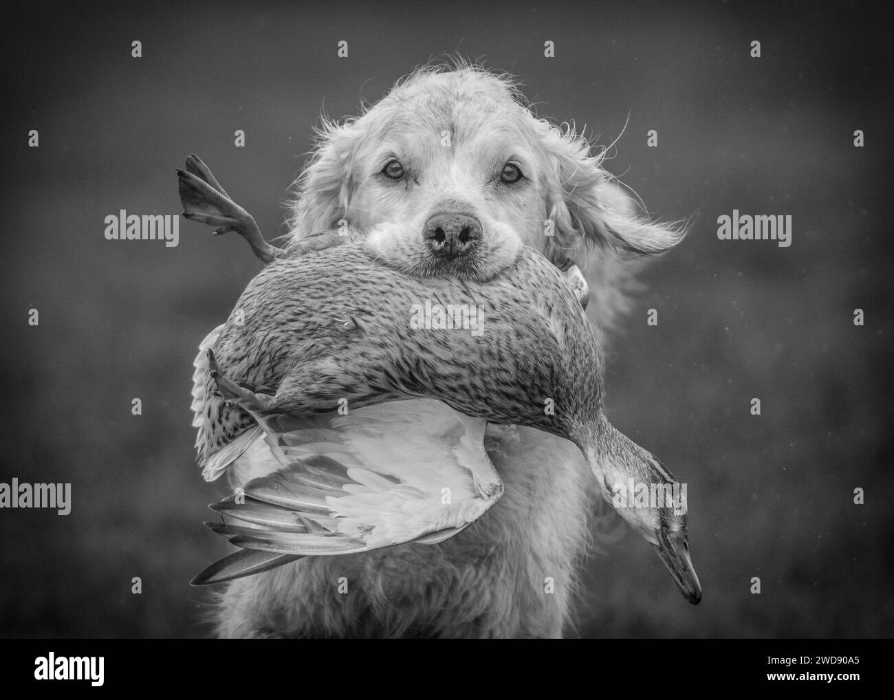 Verschiedene Bilder von arbeitenden Guindogs an einem Drehtag Stockfoto