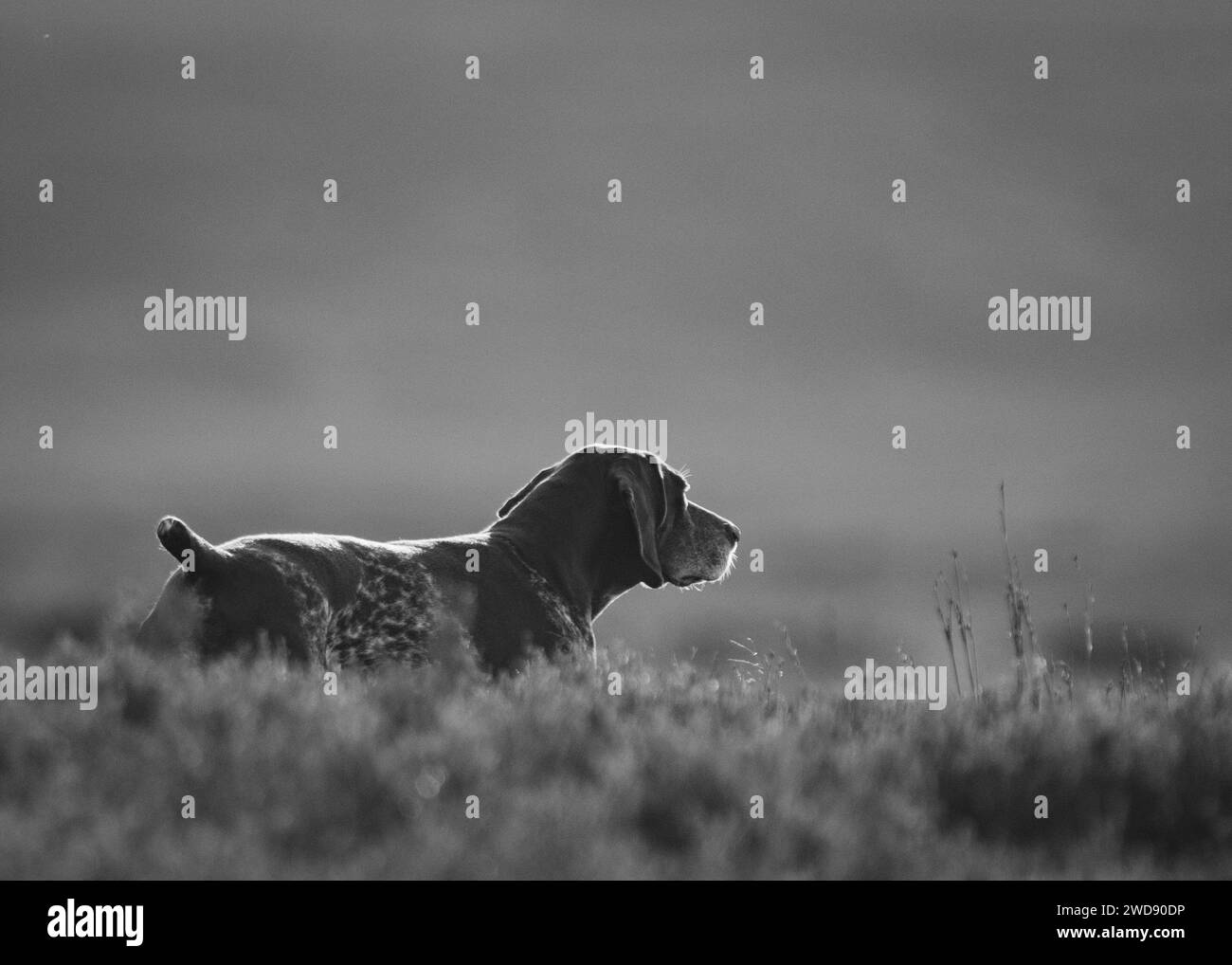 Verschiedene Bilder von arbeitenden Guindogs an einem Drehtag Stockfoto