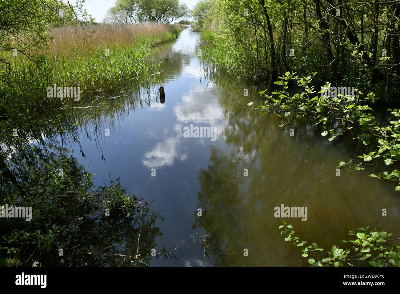 Sumpflandschaft mit Kanal im Leighton Moss Nature Reserve, Lancashire Stockfoto