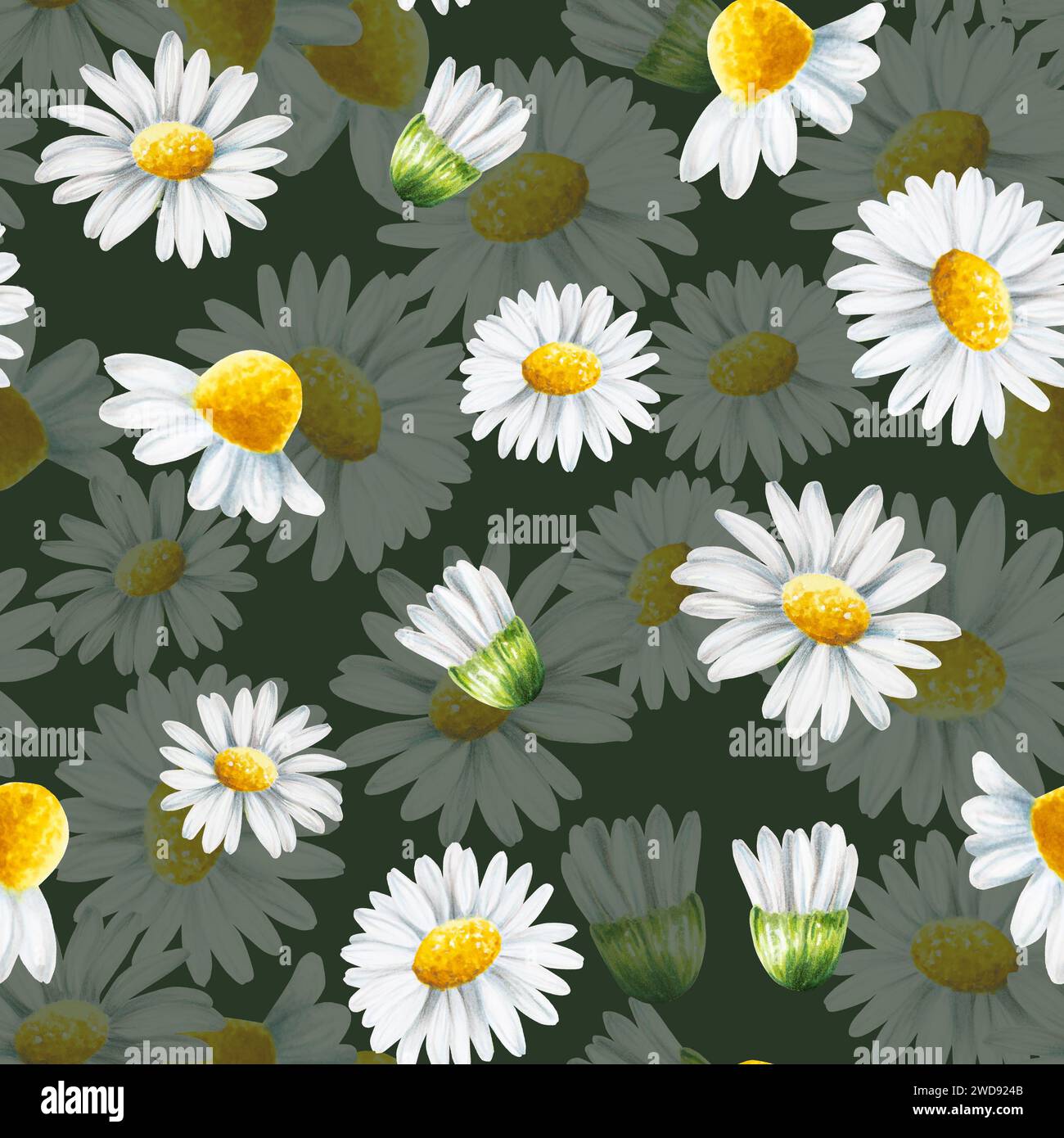 Nahtloses Aquarellmuster mit weißer Gänseblümchen-Blumen-Illustration isoliert auf weißem Hintergrund. Kamille. Details zu Schönheitsprodukten und Botanik-Set, c Stockfoto