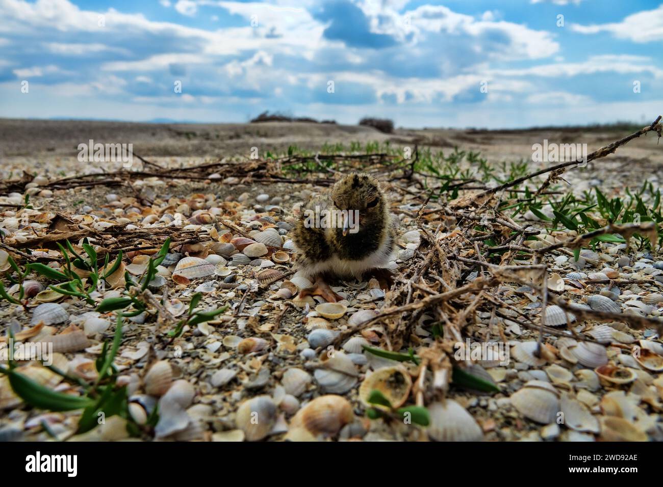 Ein Nistling des europäischen Austernfängers (Haematopus ostralegus) in einem Nest (ein Loch im Sand und kardium) auf den Inseln des Siwaschsee, Arabatskaya St. Stockfoto