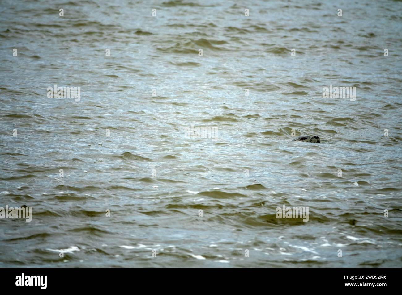 Inselrobbe (Phoca vitulina kurilensis-stejnegeri) schwimmt und taucht im Golf von Anadyr, Chukotka Stockfoto
