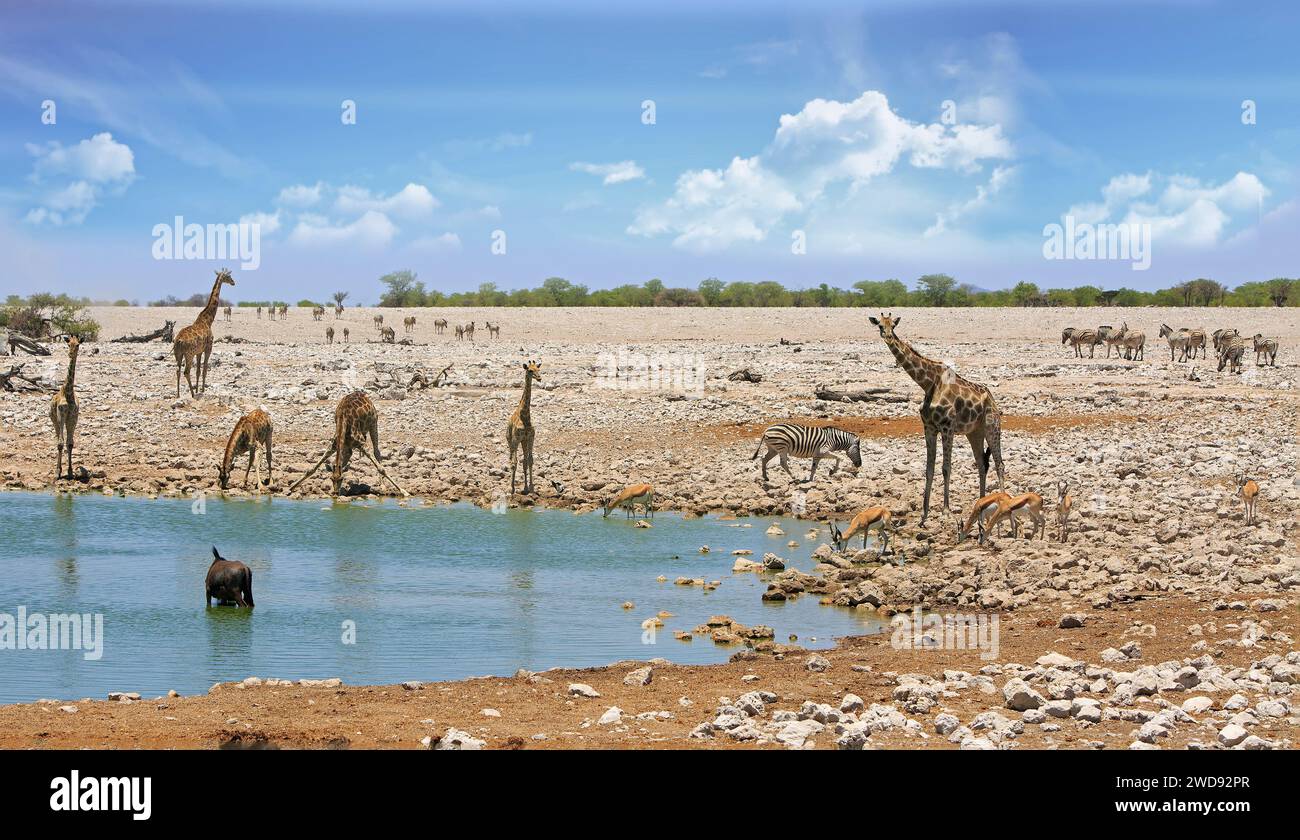 Sechs Giraffen neben einem Wasserloch, mit einem Gnus, der sich suhlt und Springbock, der mit Zebra trinkt, im Hintergrund im Etosha-Nationalpark, Namibia, Afri Stockfoto