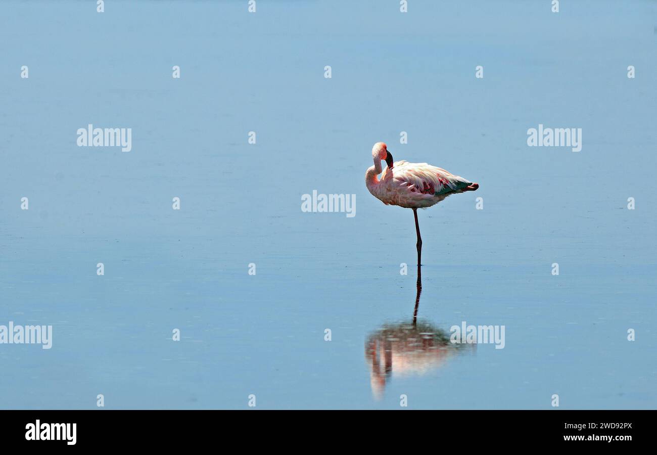 Ein einsamer Flamingo, der auf einer sehr ruhigen blauen Lagune steht, mit einer schönen Wasserspiegelung Stockfoto