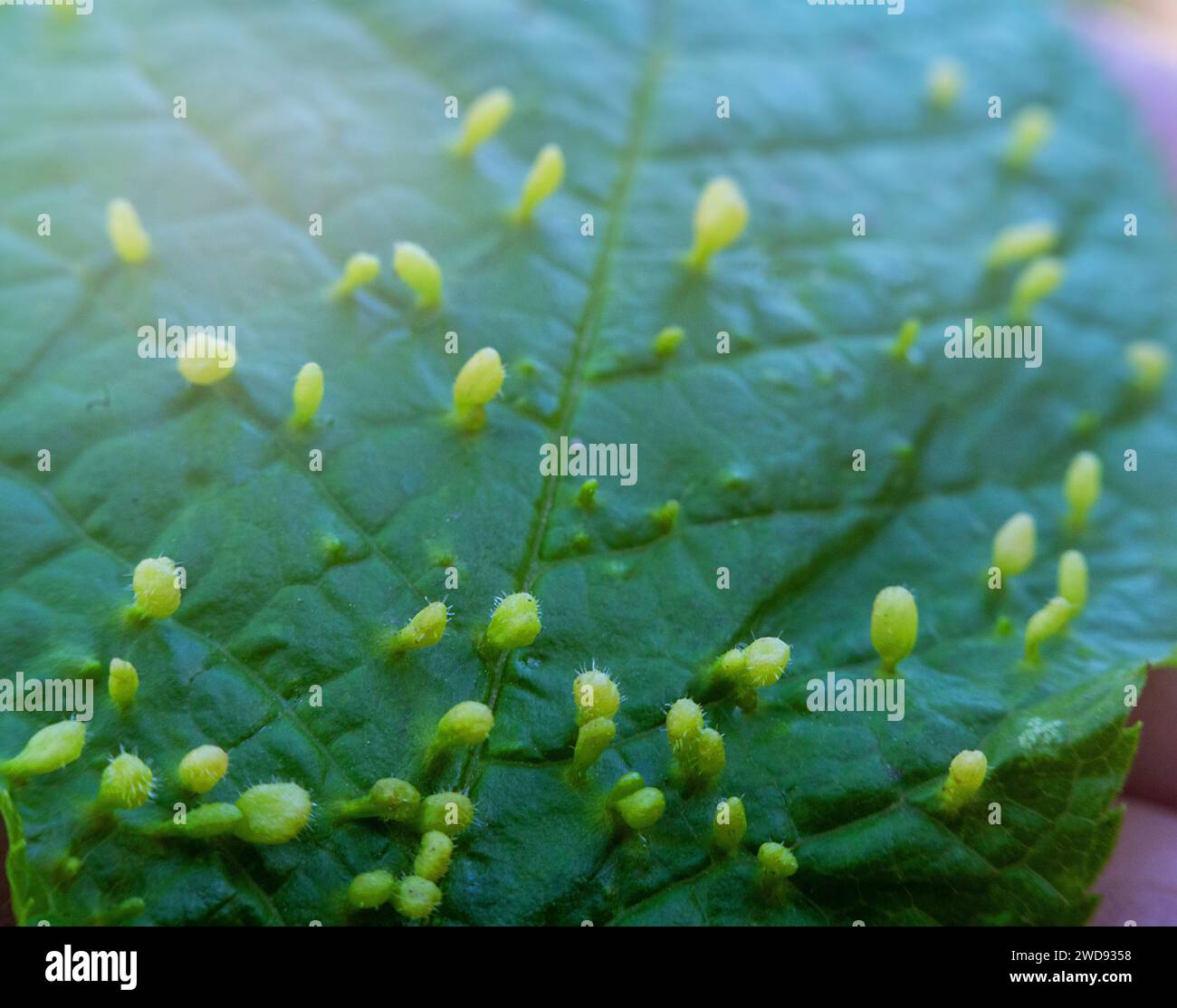 Blasenmilben (Eriophyes sp., Eriophyoidea) galles. Pflanzenfresser mikroskopisch kleine Zecken, Pflanzenschädlinge. Durch das Absaugen von Pflanzensäften wird gewebedef verursacht Stockfoto