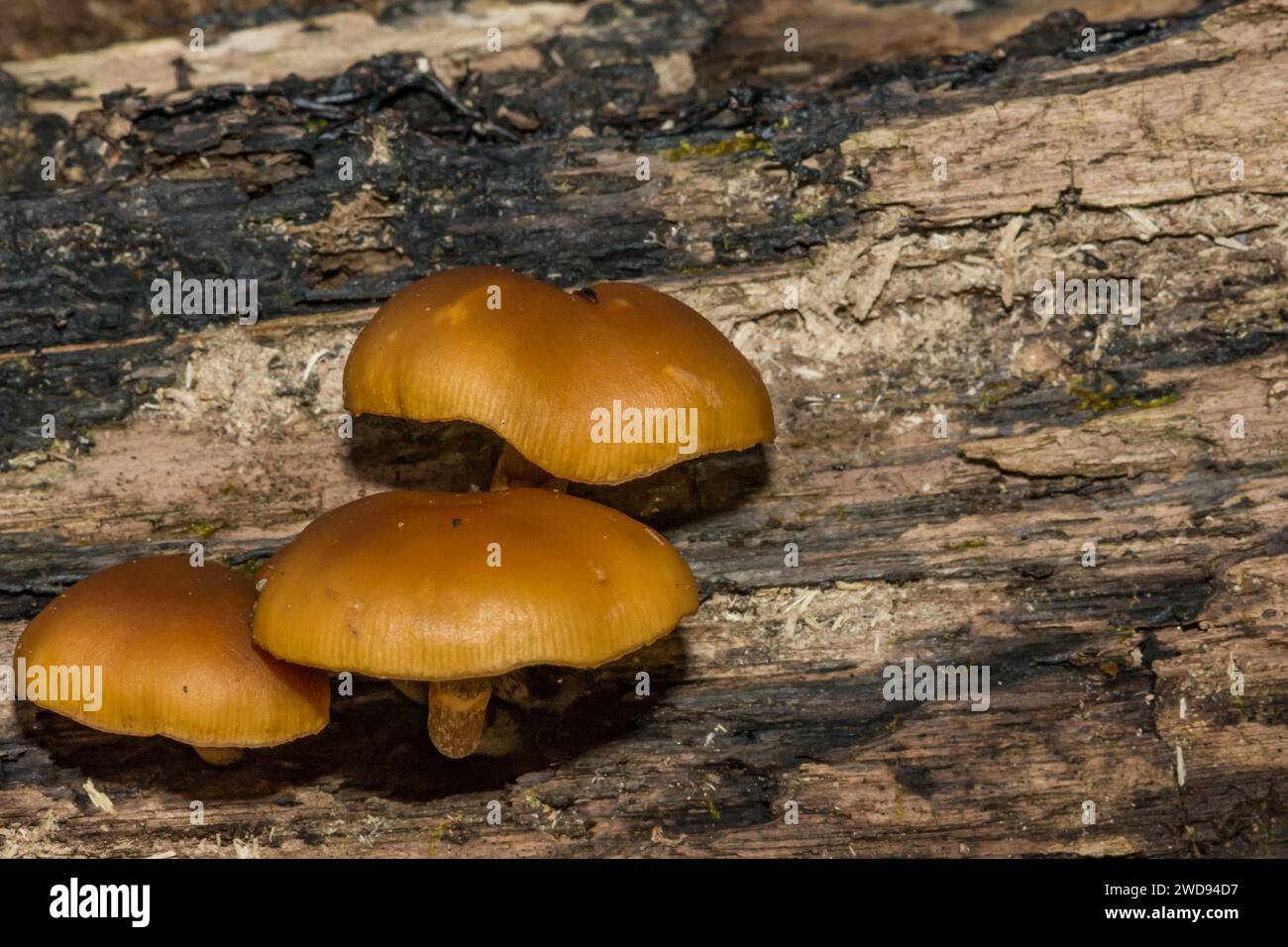Trauerglockenpilze - Galerina marginata Stockfoto