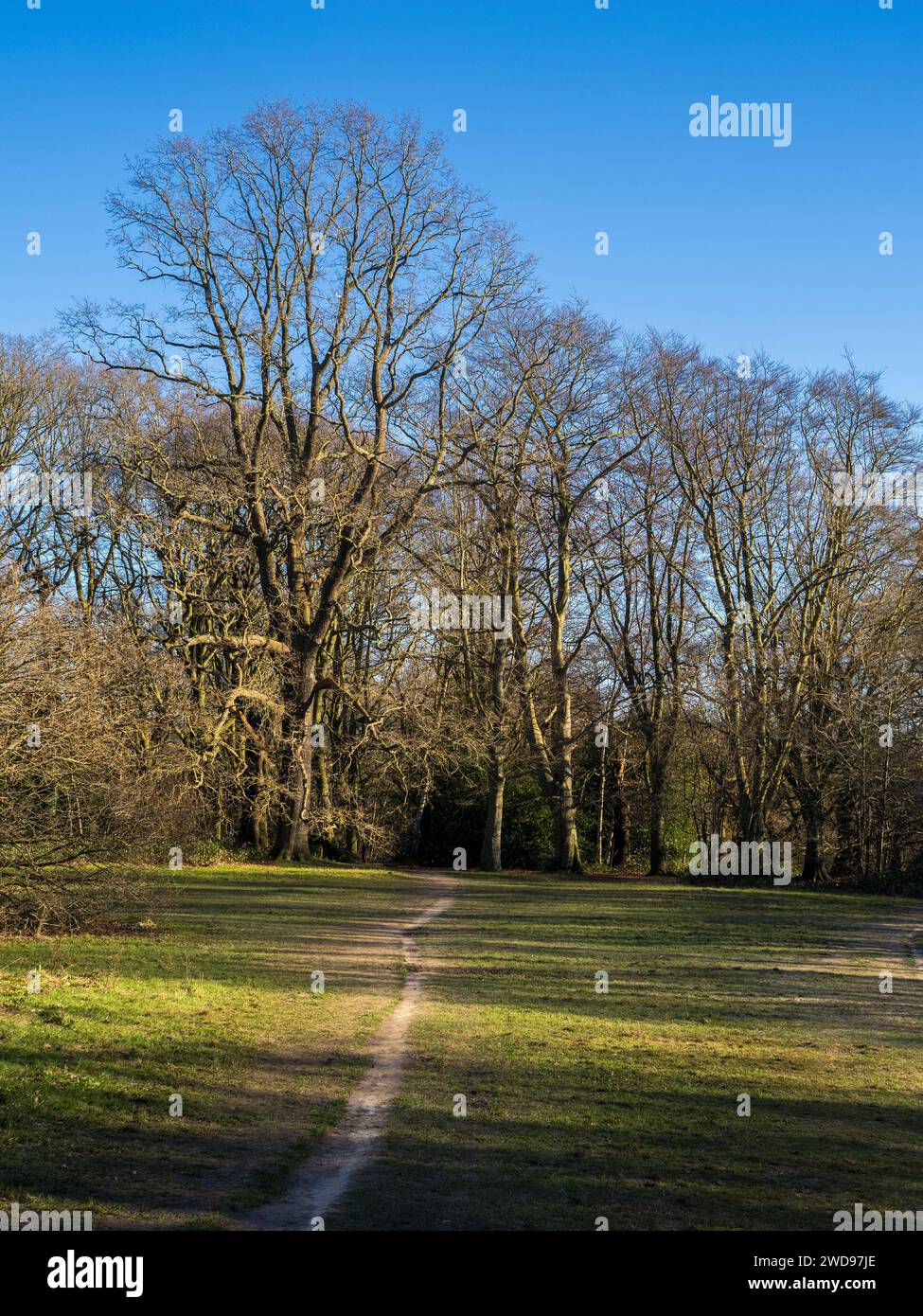 Winter Woodland, Hampstead Heath, Hampstead, Camden, England, GROSSBRITANNIEN, GB. Stockfoto