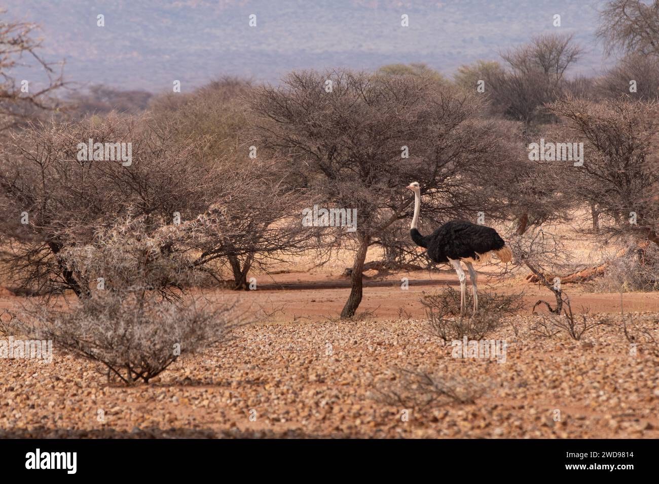 Ein Strauß (Struthio camelus) hält ein wachsames Auge in den trockenen, bewachsenen Gebieten eines Wildschutzgebiets in Zentral-Namibia. Stockfoto