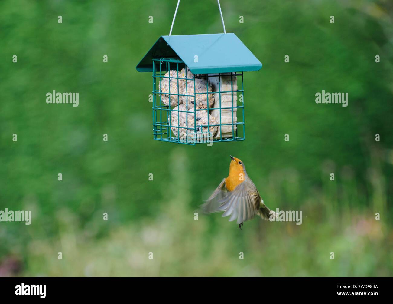 Europäischer robin Erithacus rubecula, Flug zum Fatball-Käfig-Feeder, Oktober. Stockfoto