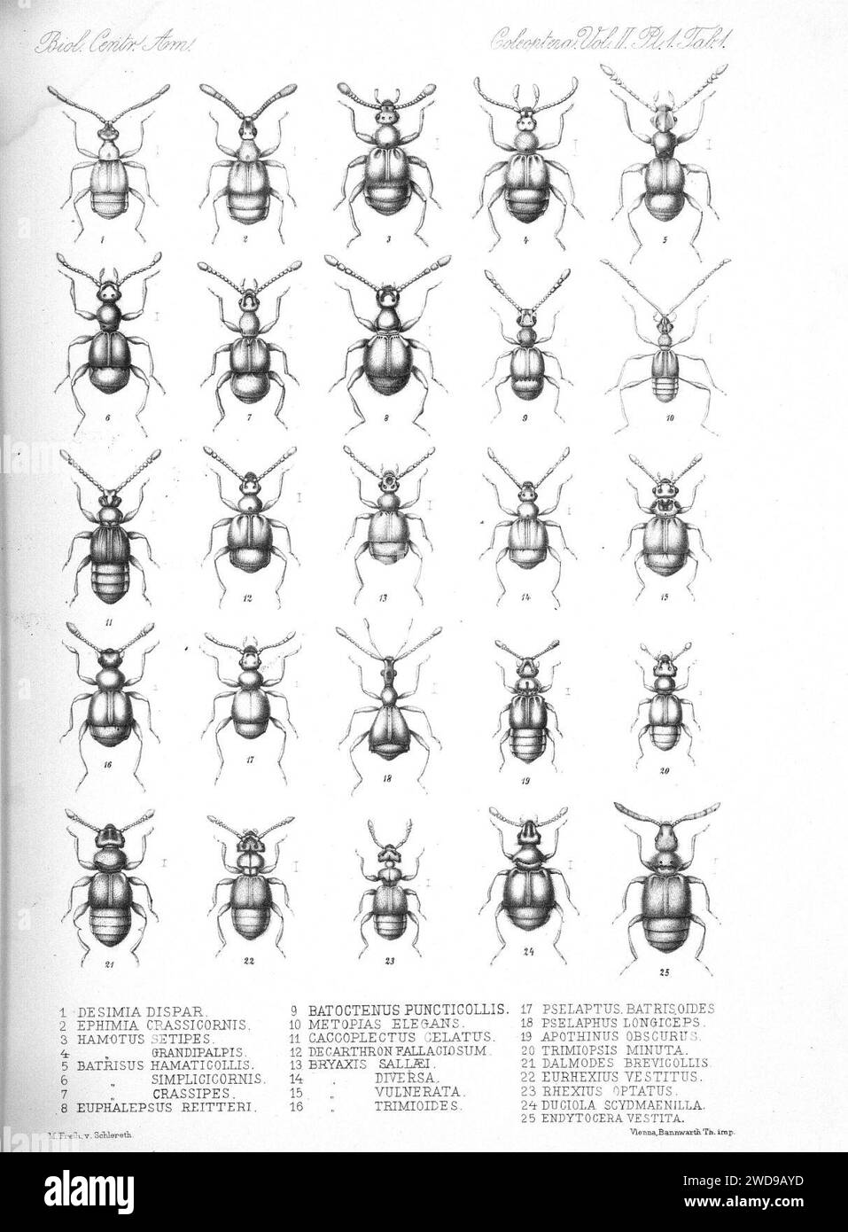 1880. Biologia Centrali-Americana. nein 15-32, Insecta. Coleoptera. v. 7, London Pub. Für die Redaktion von R.H. Porter. Stockfoto