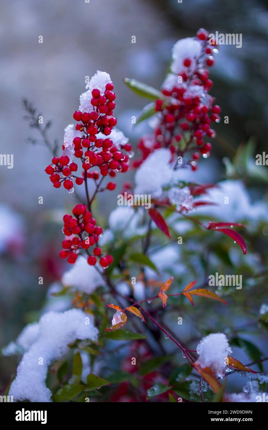 Hellrote Beeren, bedeckt mit frischem Schnee, Kontrast zu einem weichen Hintergrund. Stockfoto