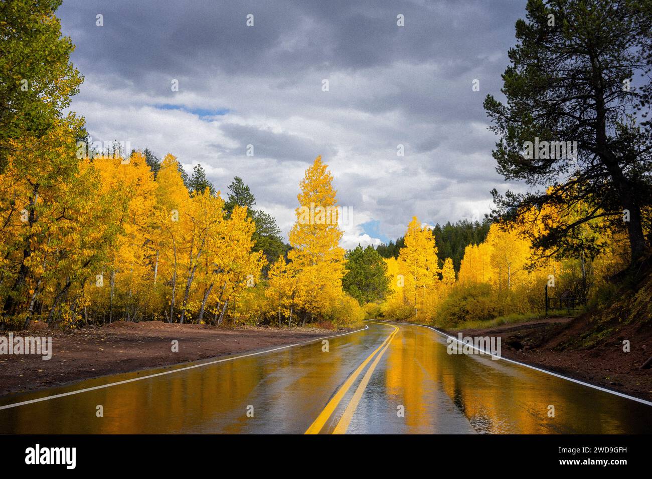 Auf einer malerischen Straße in New Mexico wechselten die Aspenbäume im Wald ihre Farbe, und das Gewitter am Nachmittag hinterließ wunderschöne Wasserreflexionen auf der Straße. Stockfoto