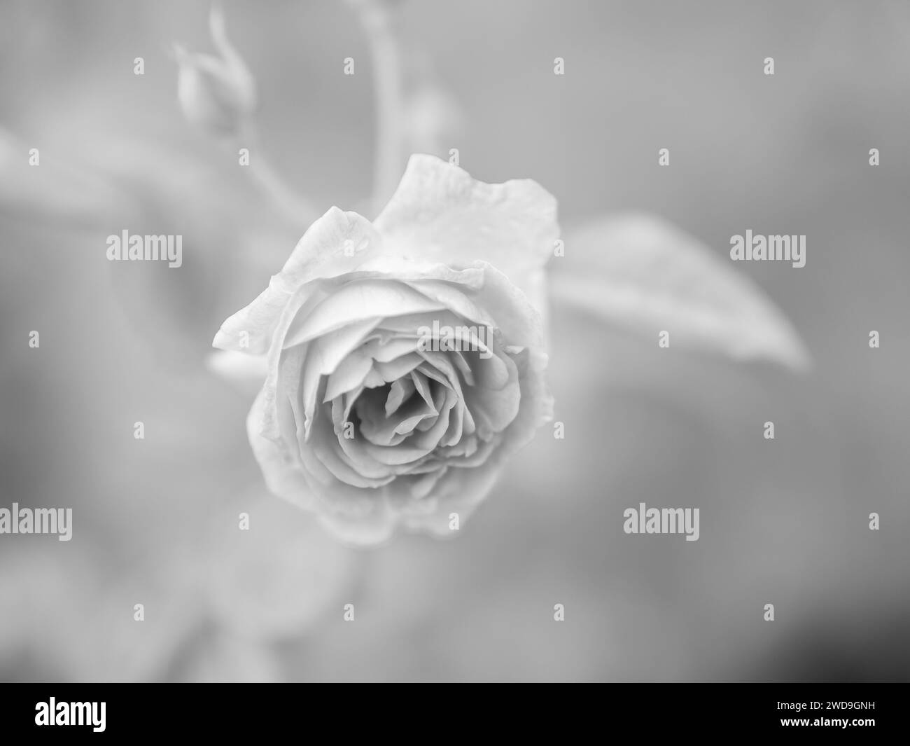 Rose blüht in meinem Garten. Schwarz-weiß zeigt sein elegantes Aussehen. Schöne Jahreszeit. Stockfoto