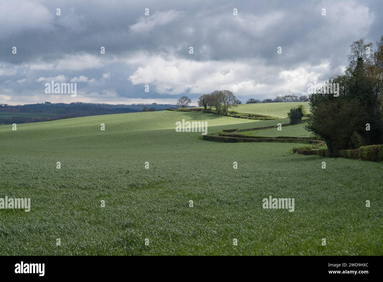 Junge Gerste, die in einem offenen Industriemonokulturbetrieb in Usk, Monmouthshire, Wales, angebaut wird Stockfoto