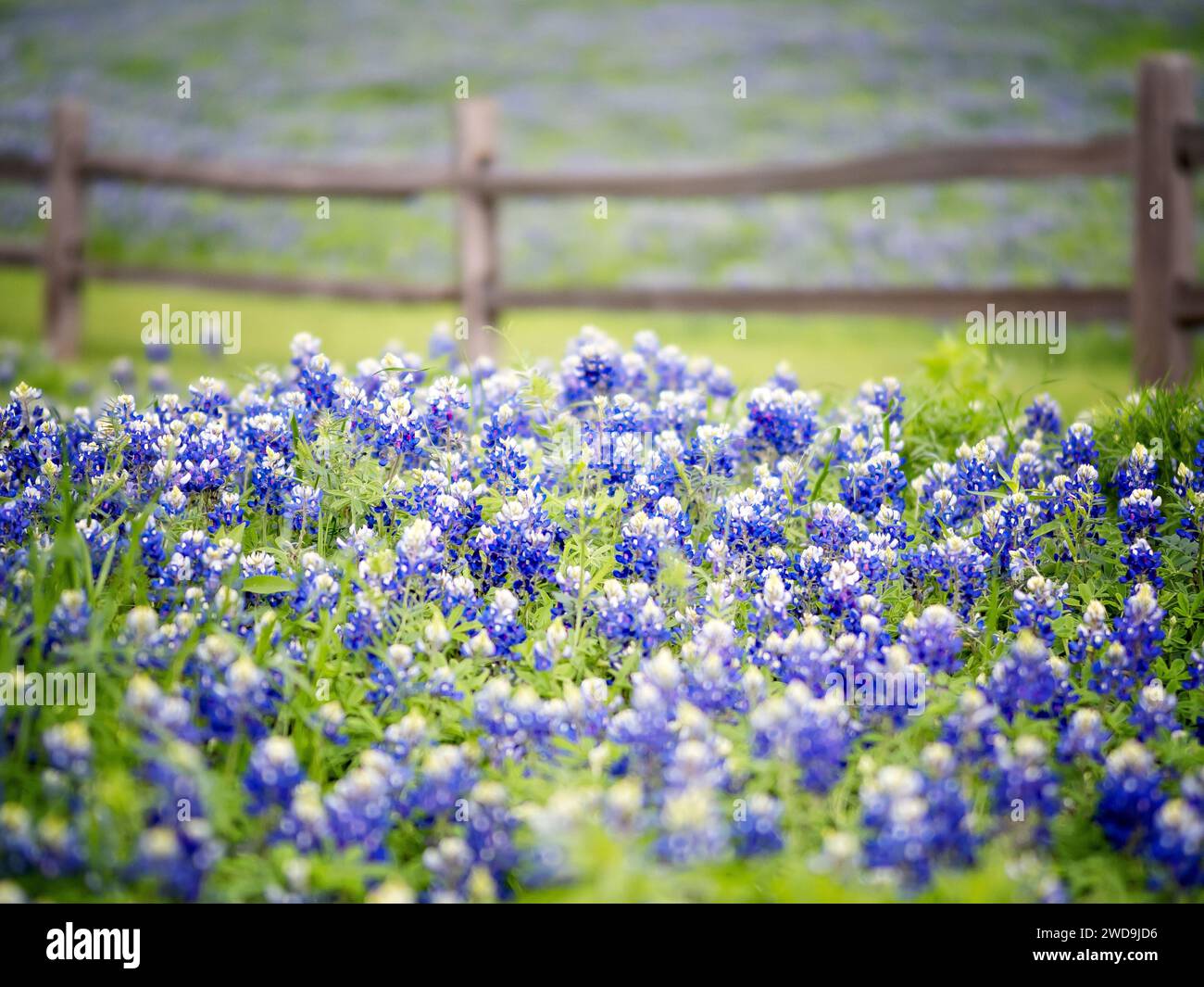 Bluebonnet blüht im Frühling in Texas. Ein kleiner Sportkomplex in der Nähe meines Hauses. Beste Zeit des Jahres in Texas. Stockfoto