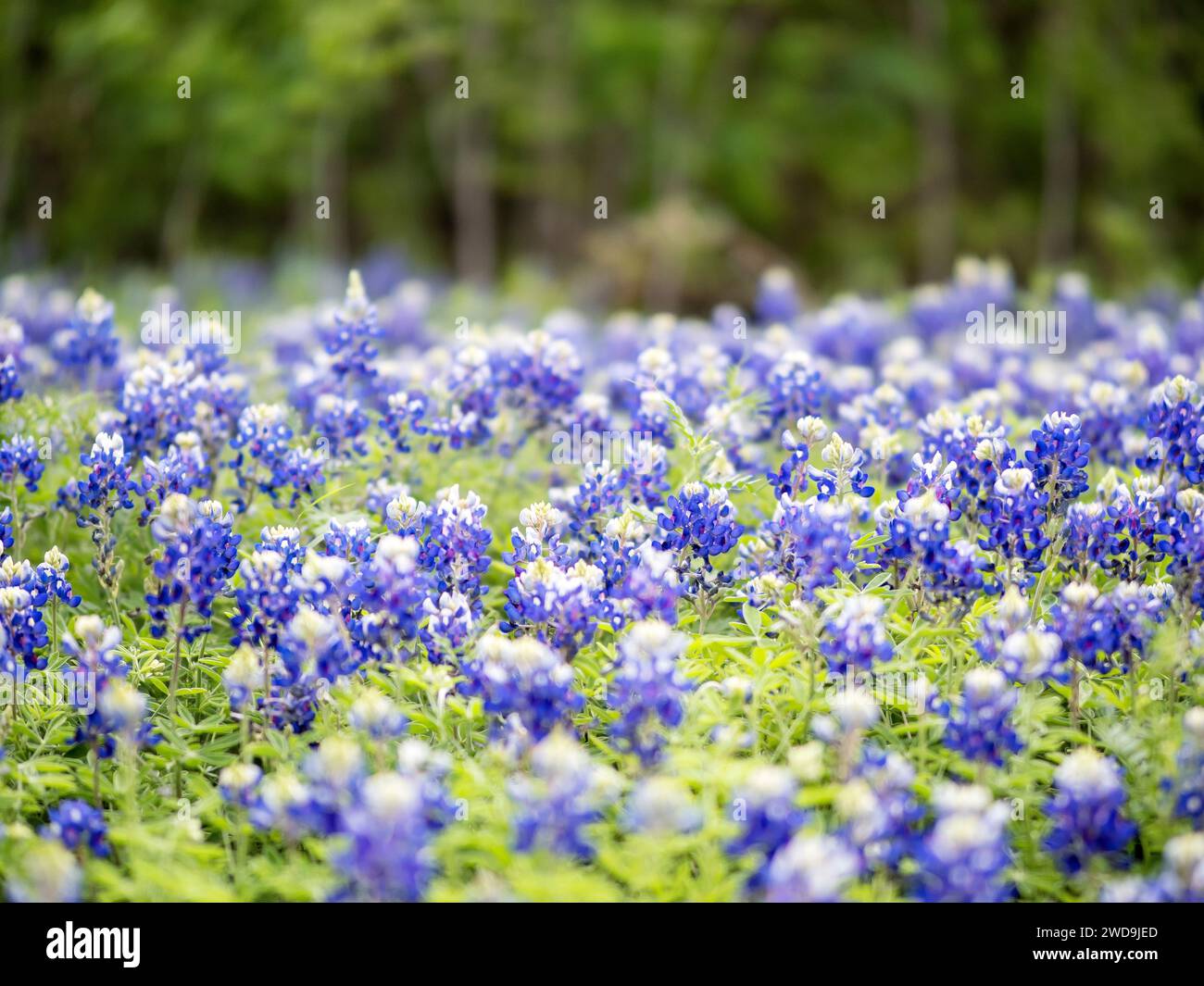 Bluebonnets blühen glücklich auf einem Feld. Der Frühling in Texas ist die schönste Jahreszeit des Jahres. Das 60-mm-Olympus-Objektiv hat das aufgenommen. Stockfoto