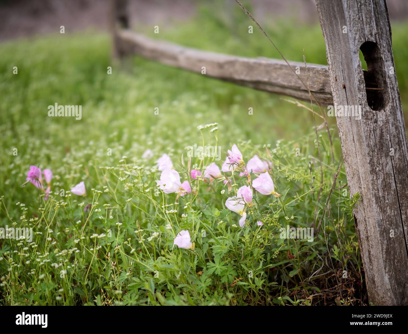 Im Frühling blühen Wildblumen. Ein kleiner Sportkomplex in Dallas, Texas. Rosafarbene Blumen und Gras um sie herum werden vom sanften Wind geweht. Stockfoto