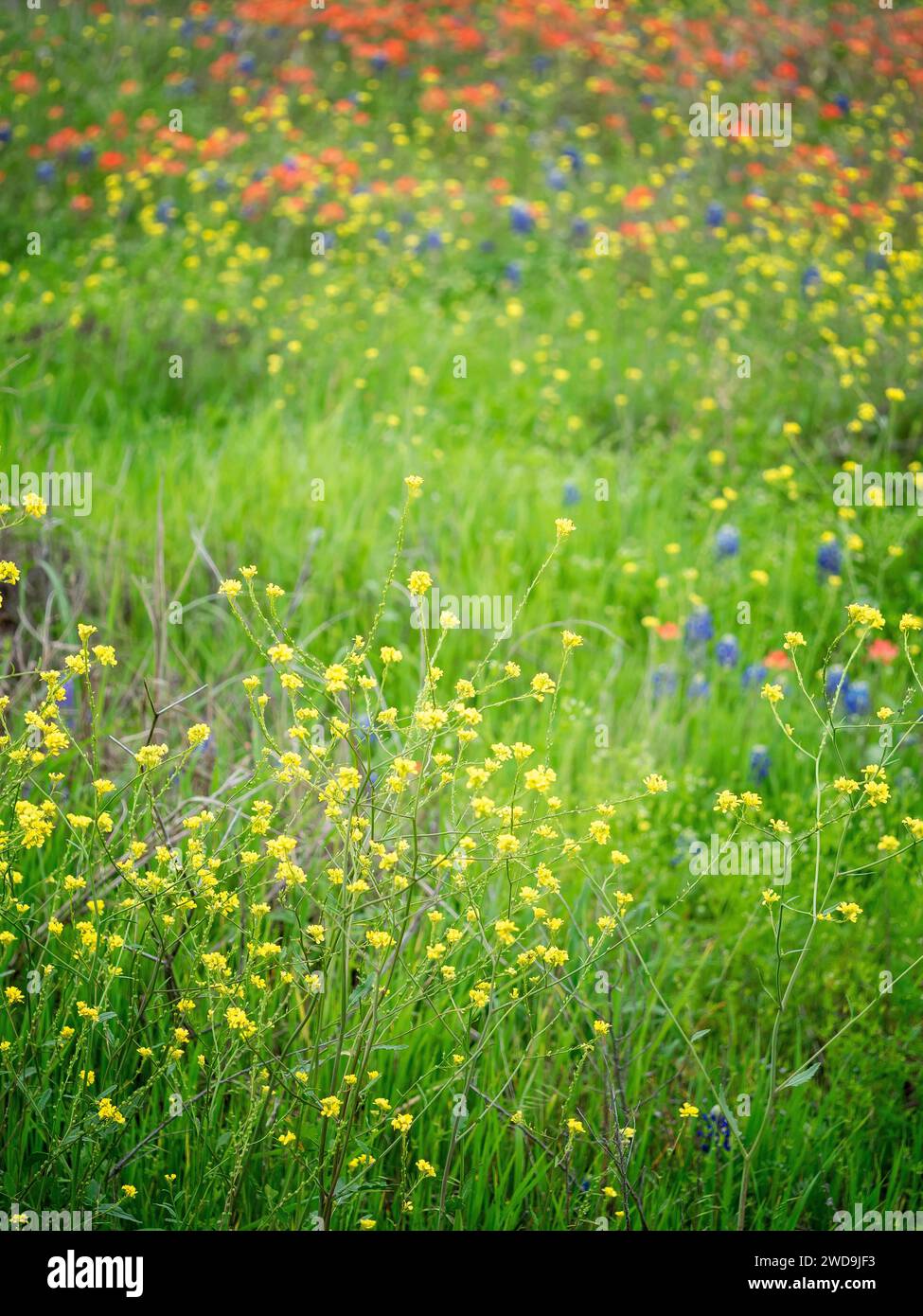 Die texanische Wildblume blüht im Frühling. Ein Wildblumenfeld in der Nähe eines Sportkomplexes Dallas, Texas Stockfoto