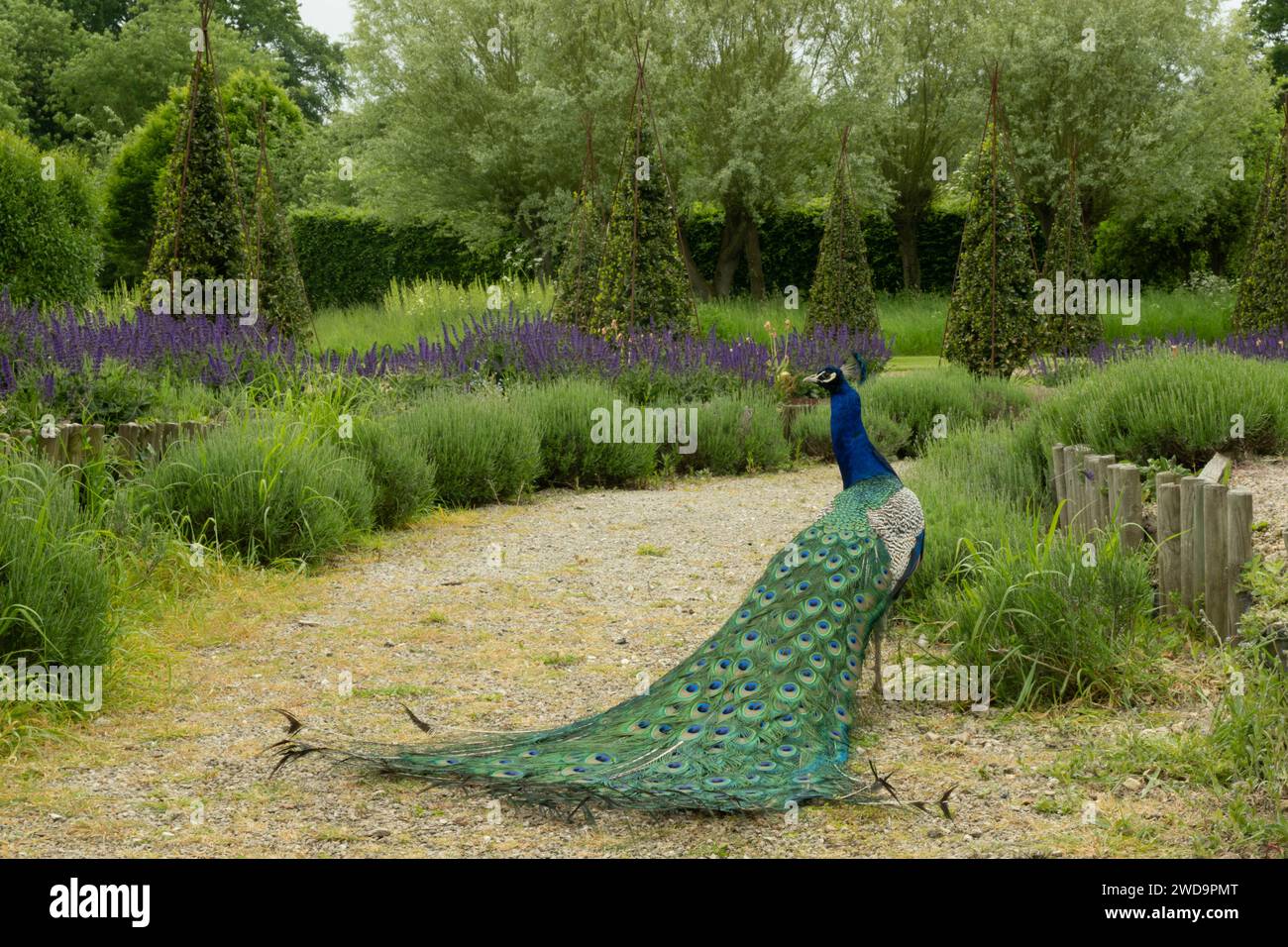 Ein Pfau zeigt einen extravaganten Fan von schillernden Schwanzfedern inmitten von grünem Laub. Stockfoto